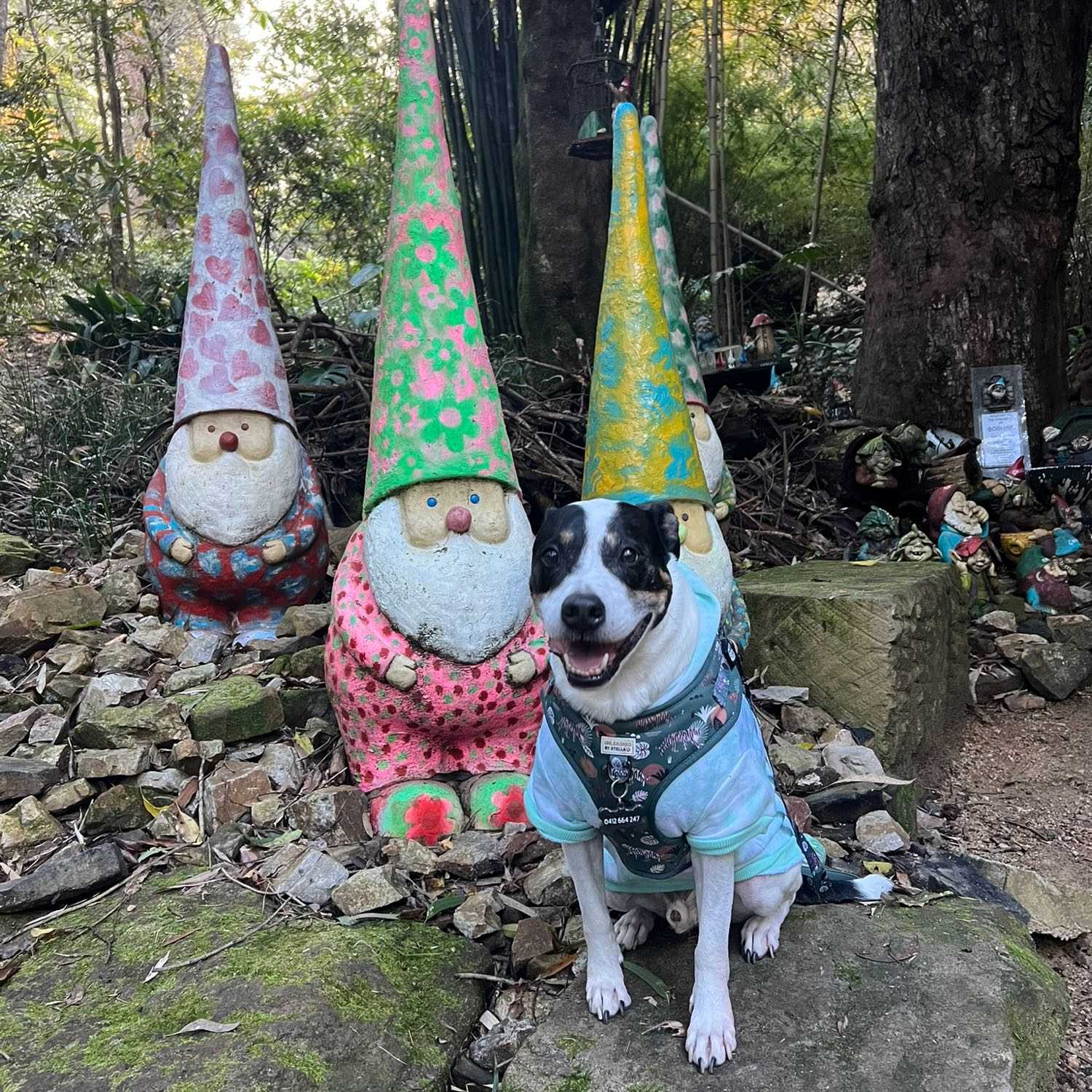 Chappy the soft serve Staffy