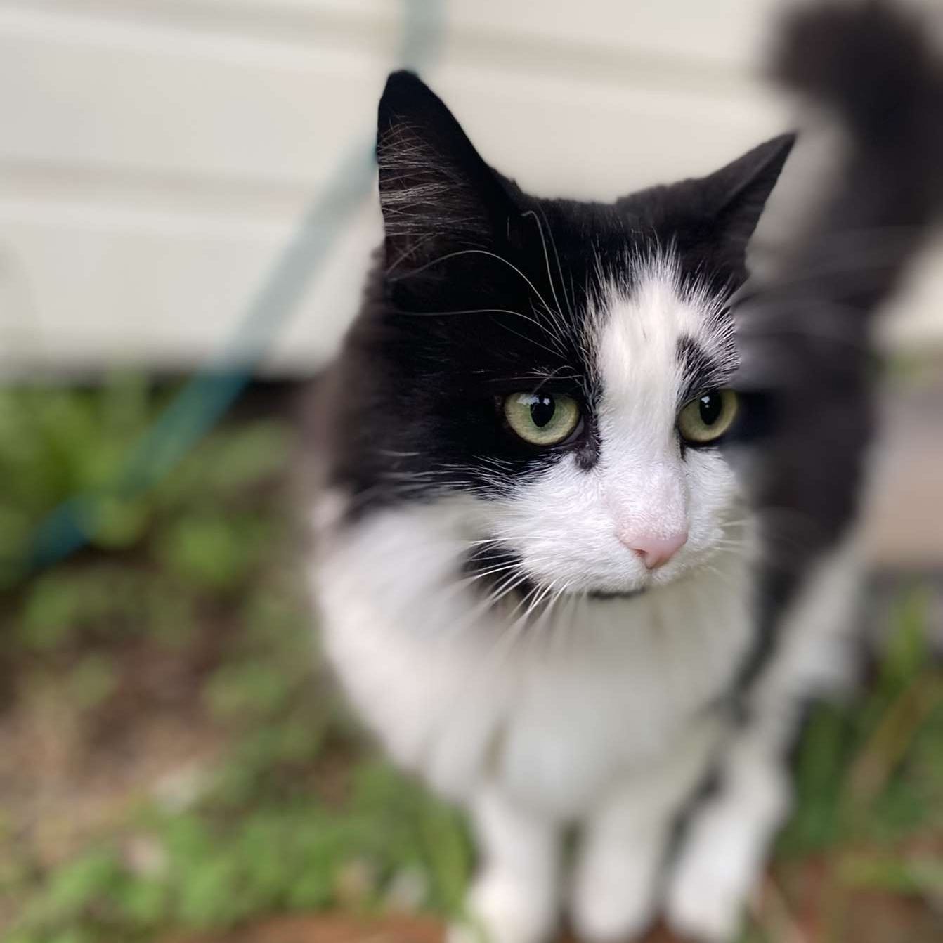Georgie