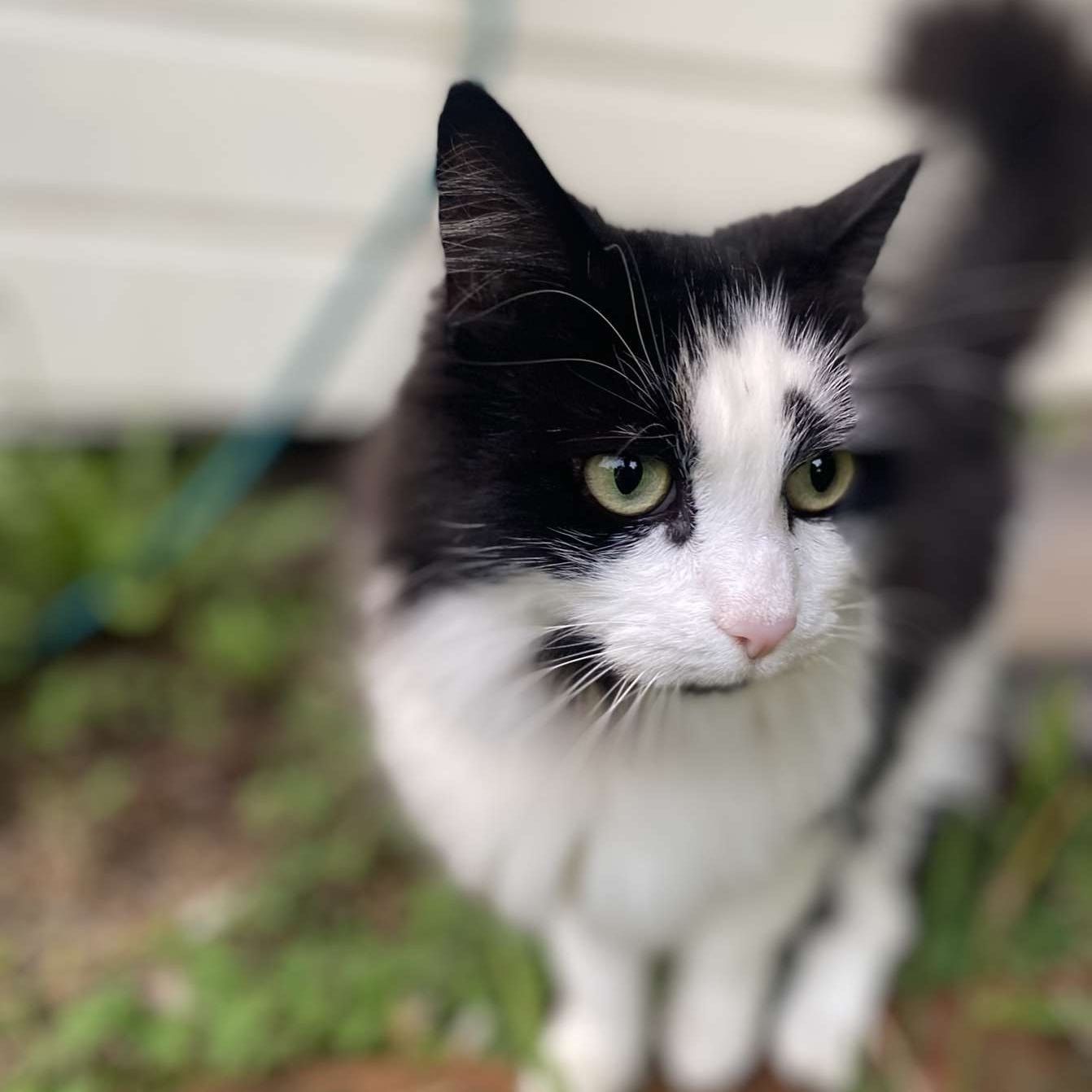 Georgie