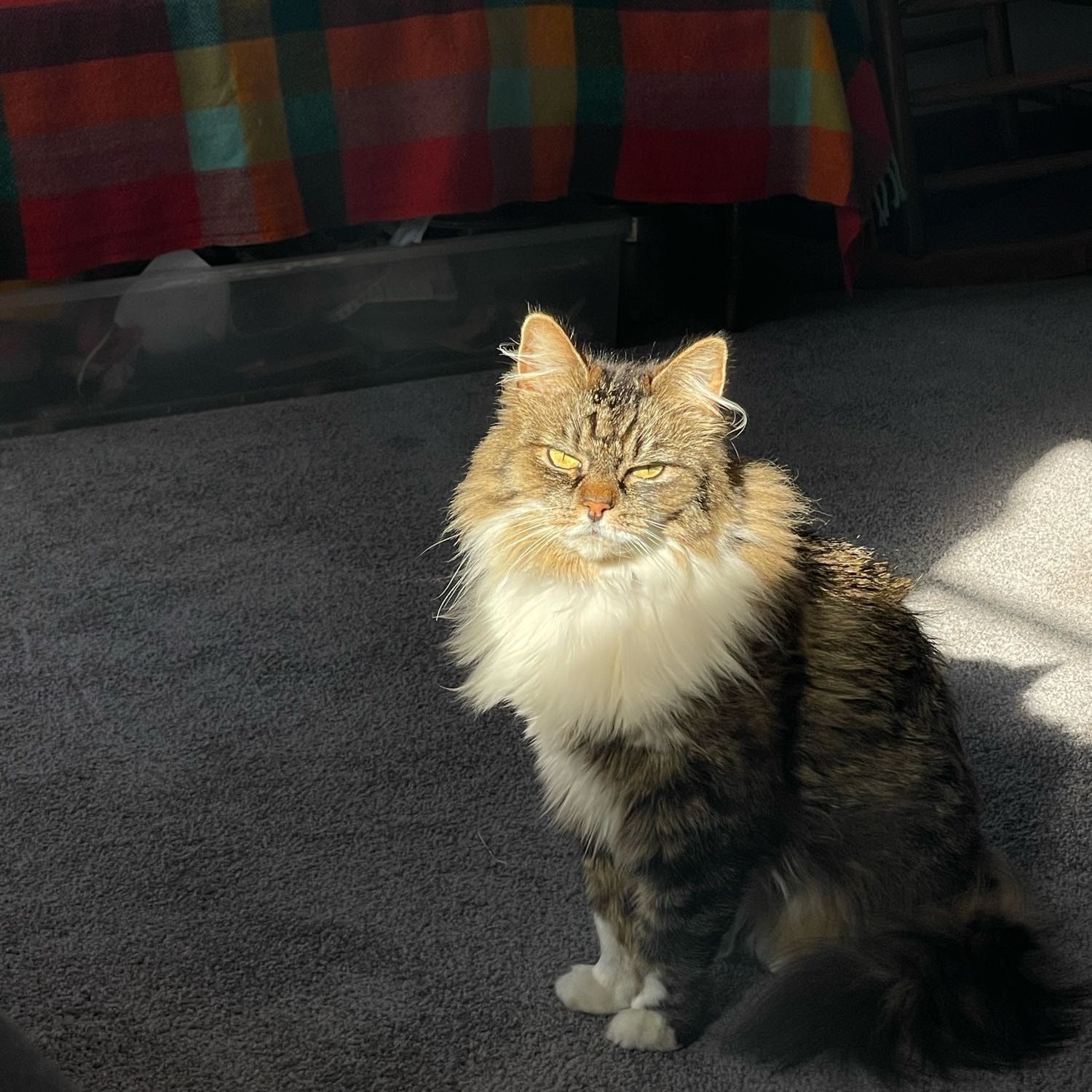 Lily
