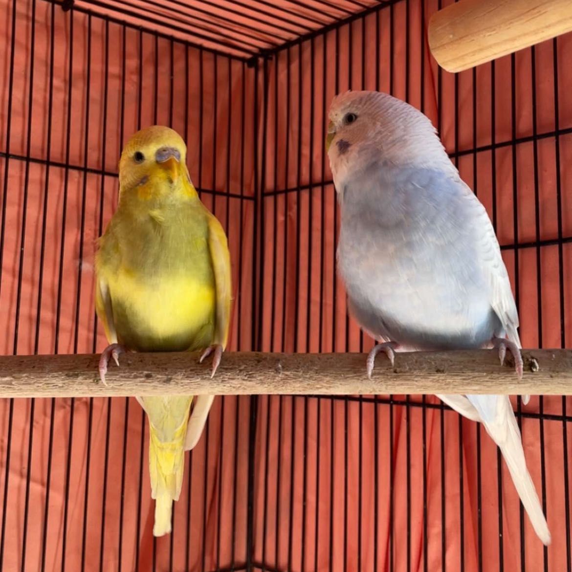 Cookie & Lemon