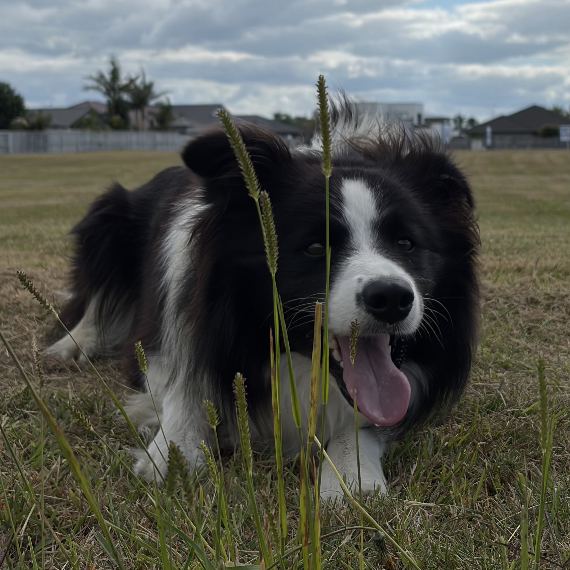 Bolt