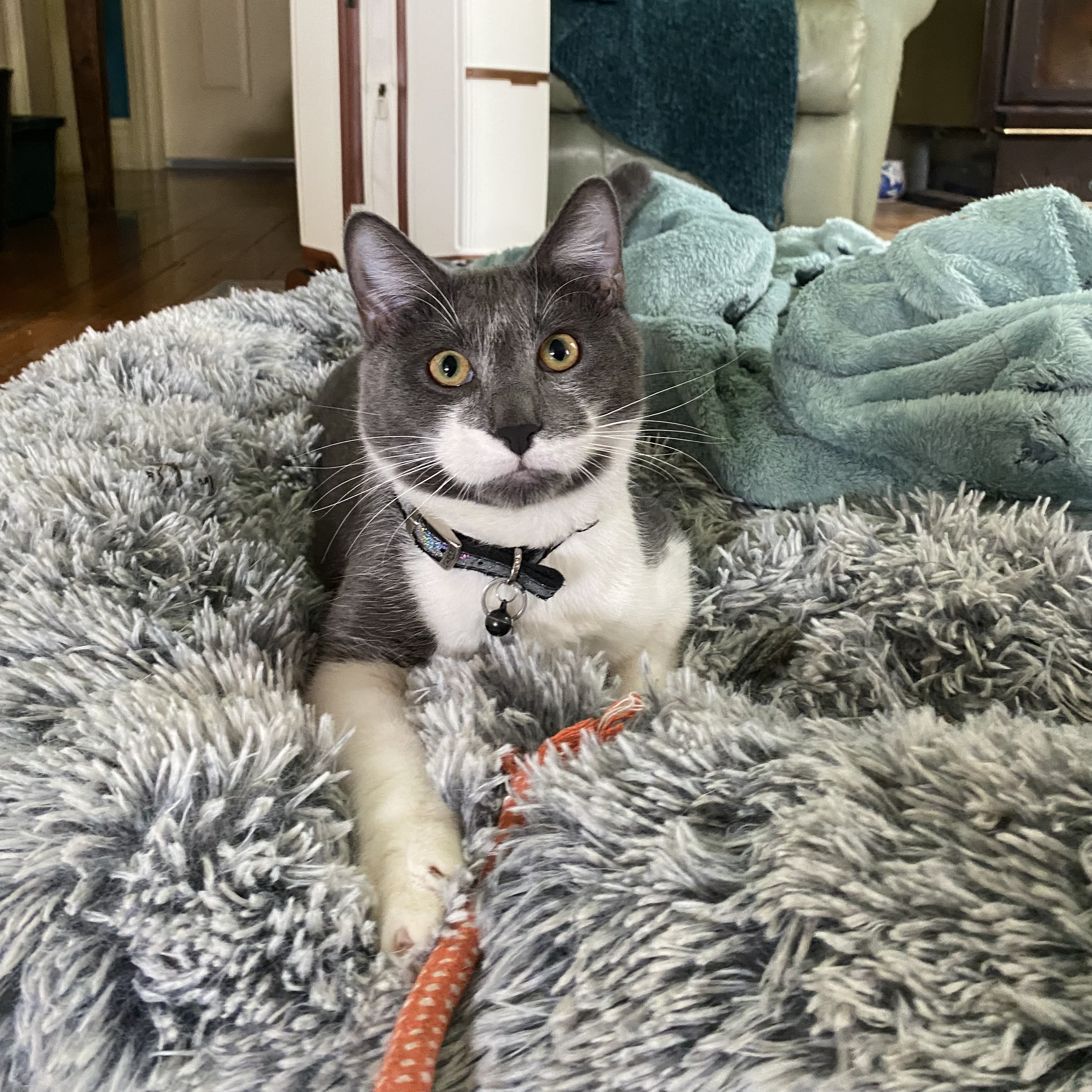 image-12