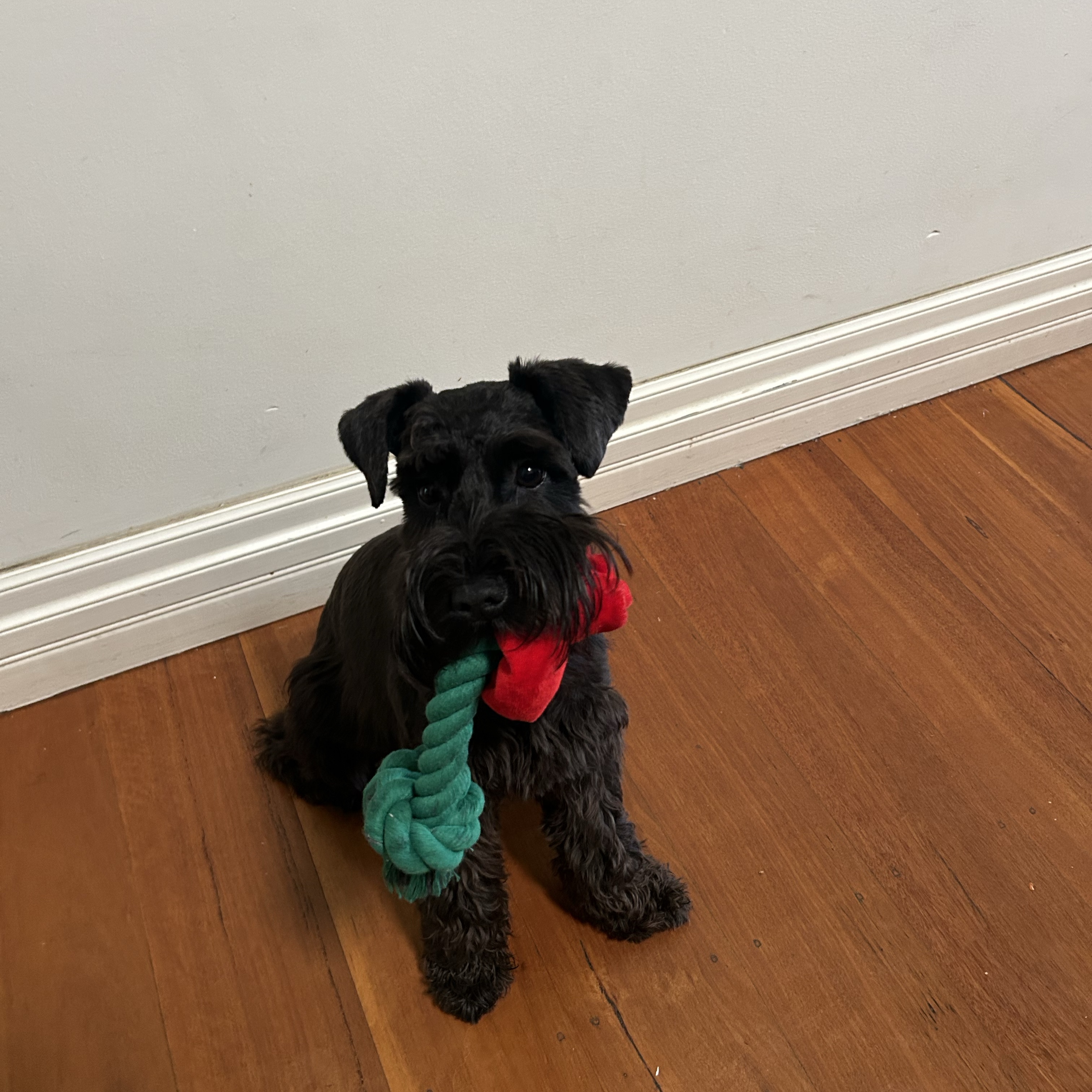 Minnie 