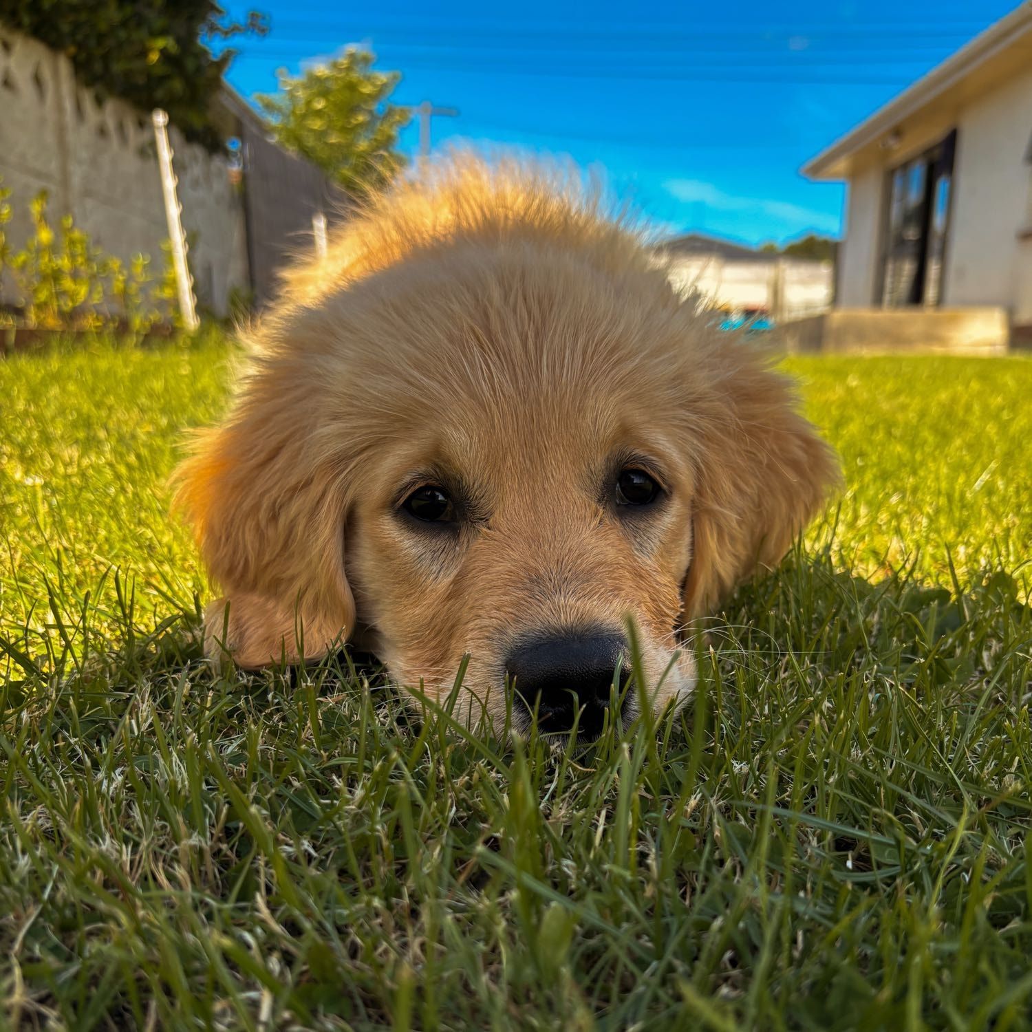 Daisy