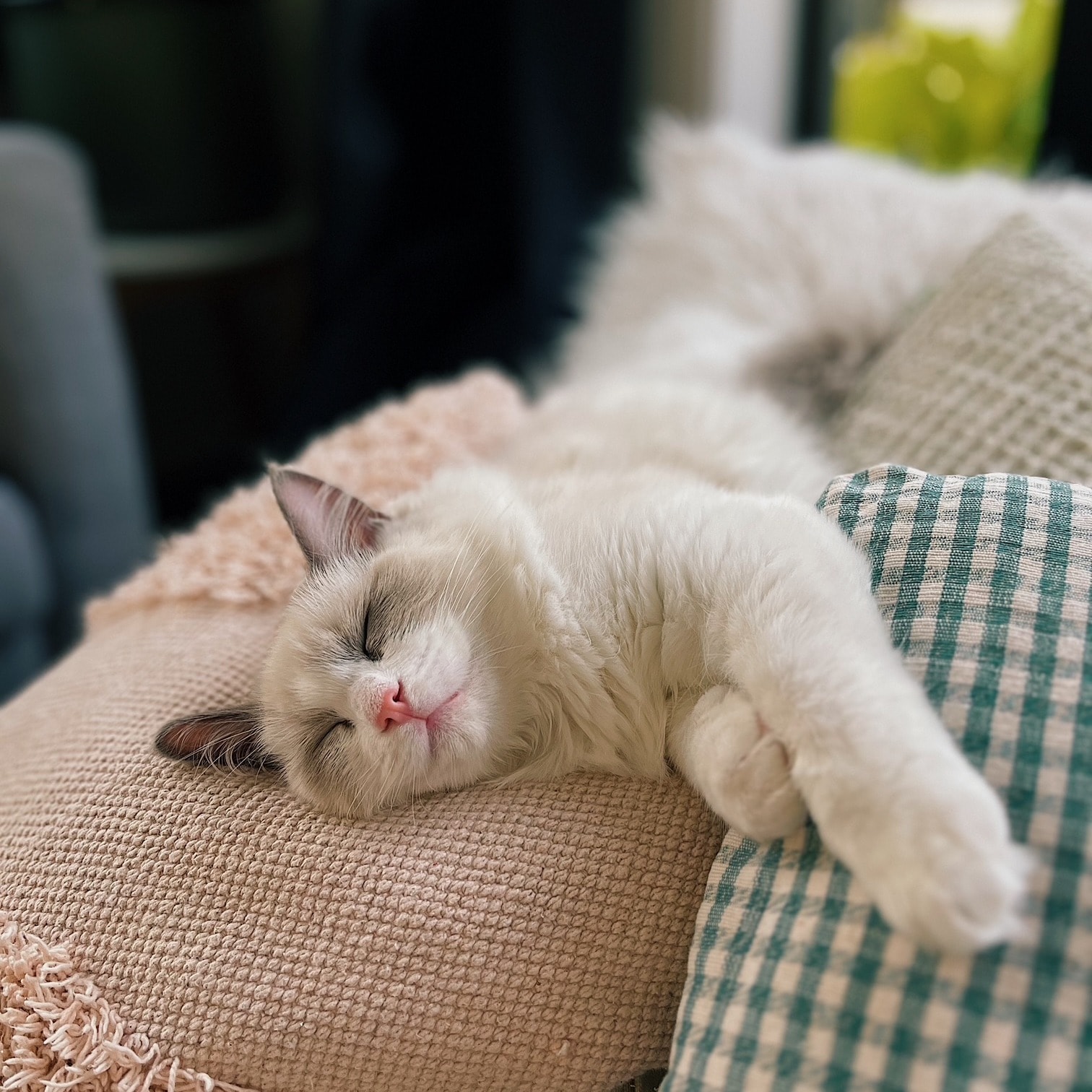 Sophie 