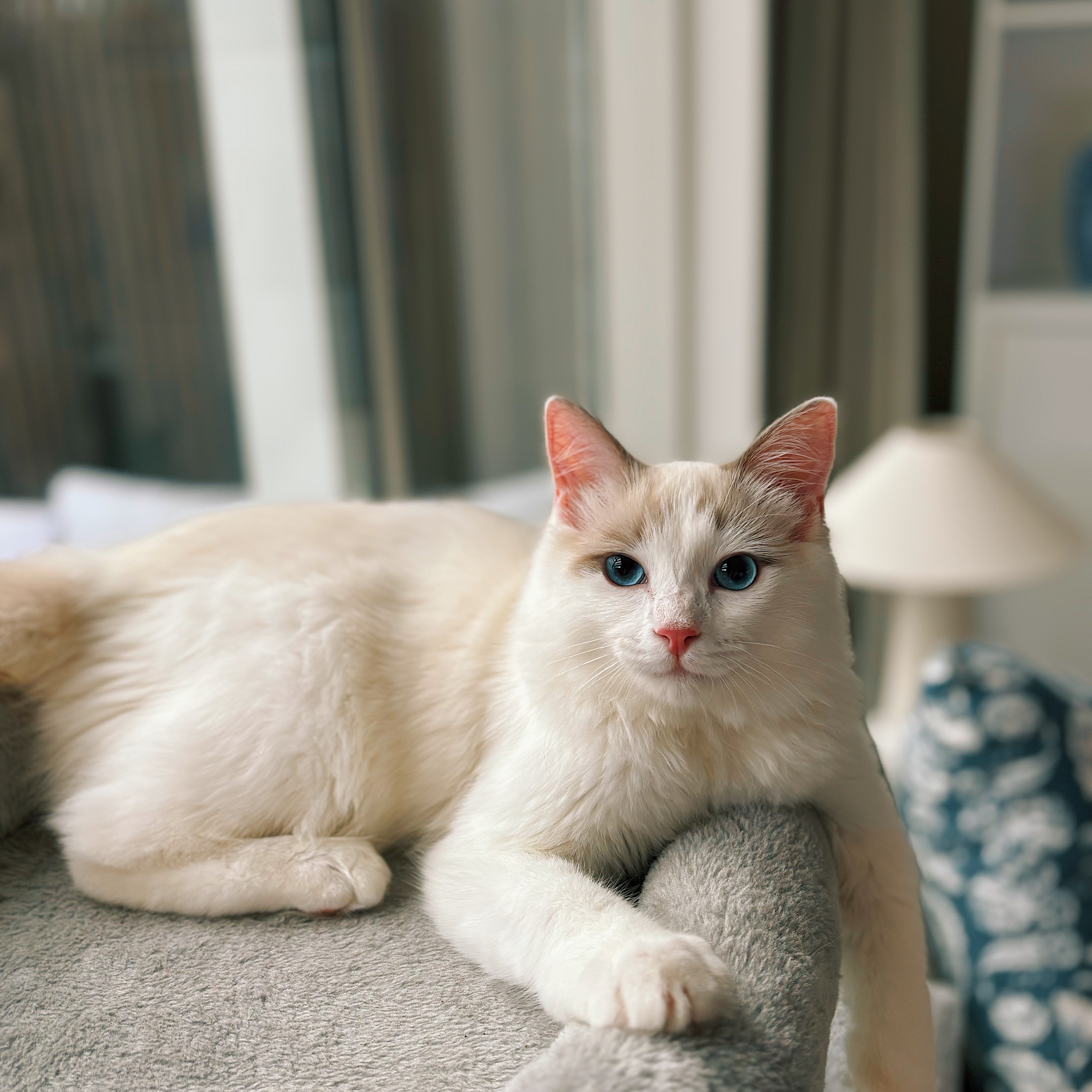 Ollie