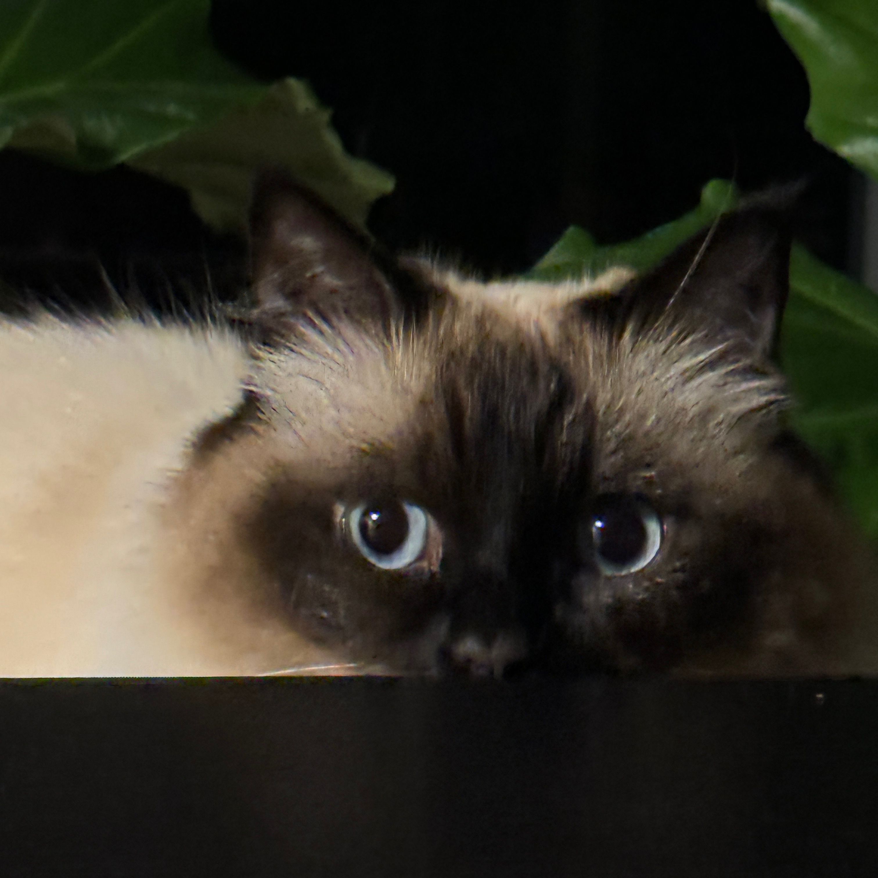 Sashimi