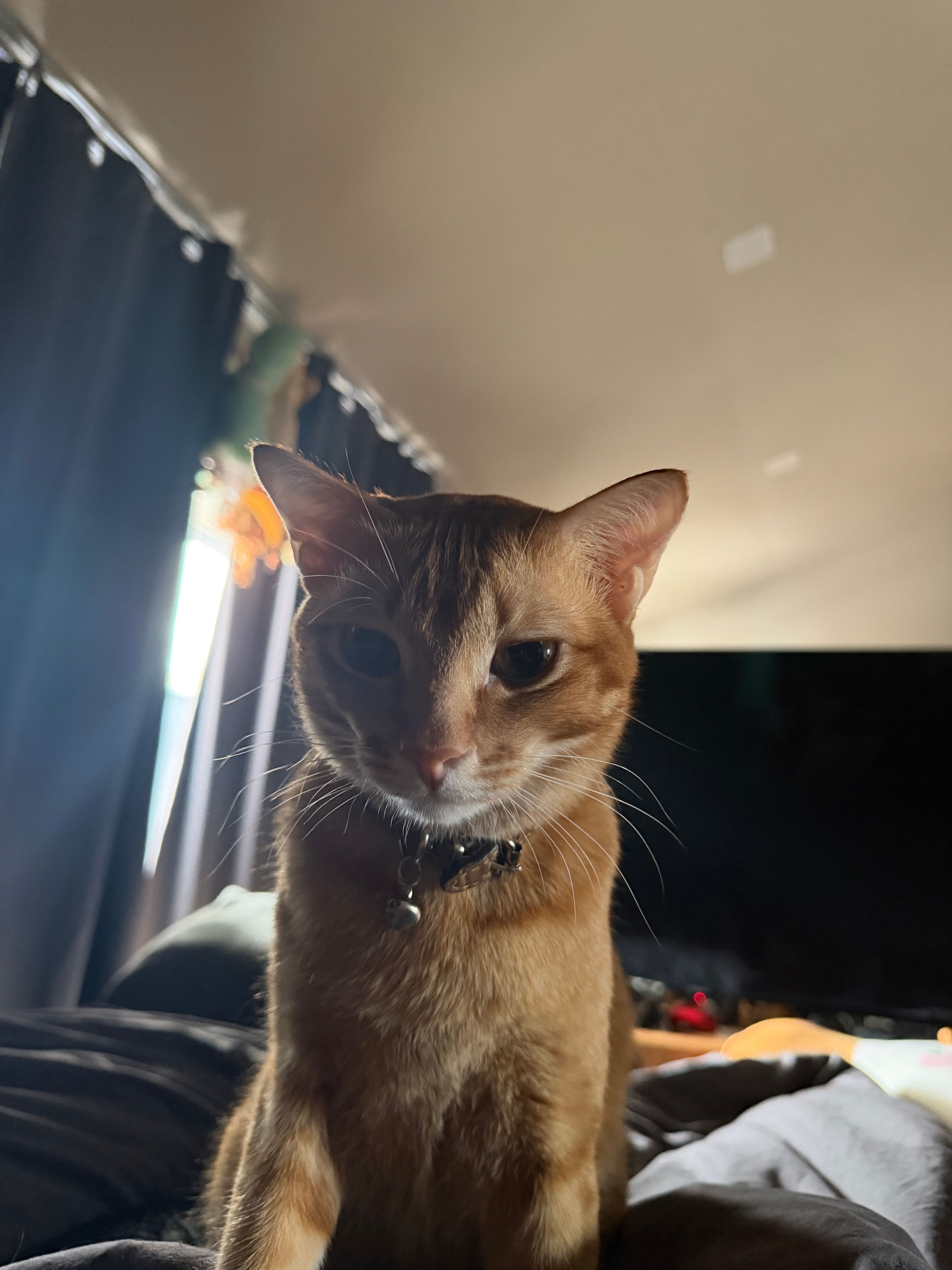 image-11