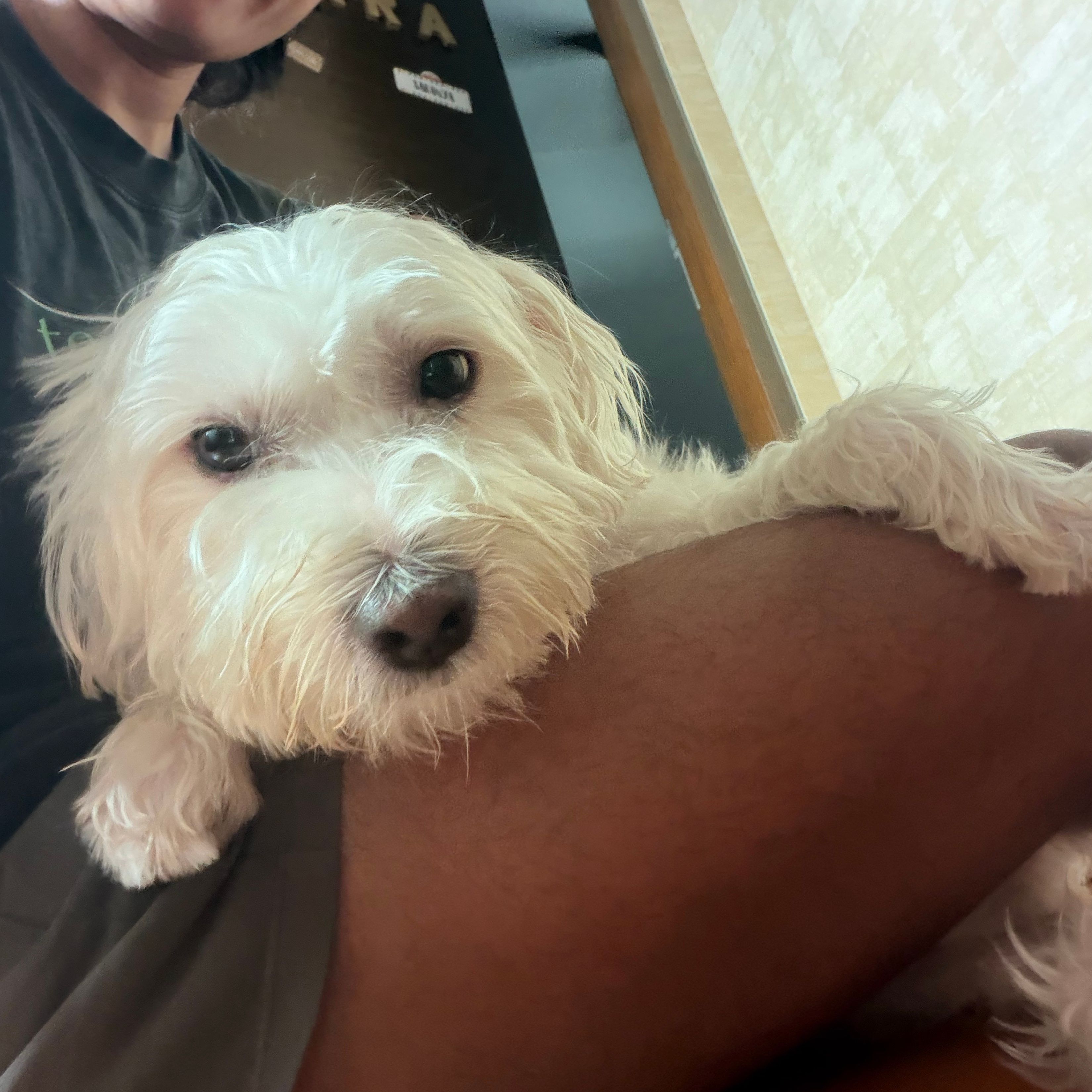 Benji