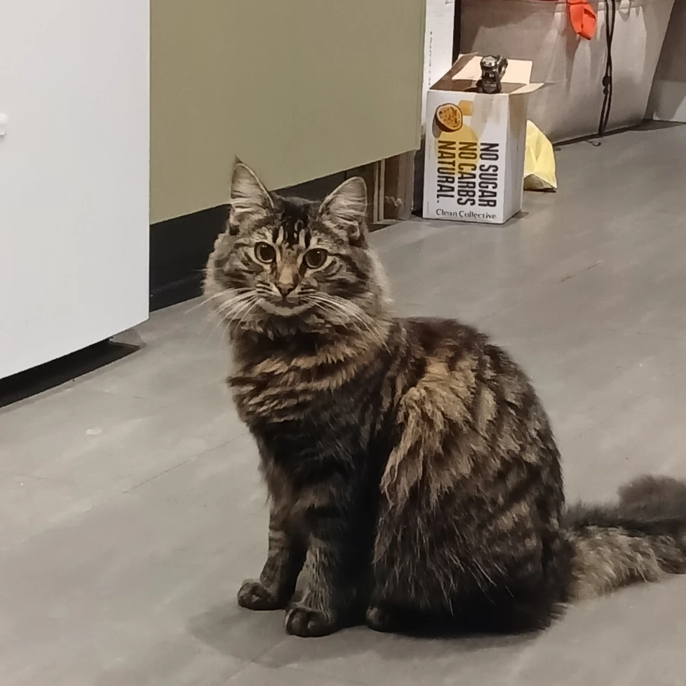 Miss Fudge Muffin the First