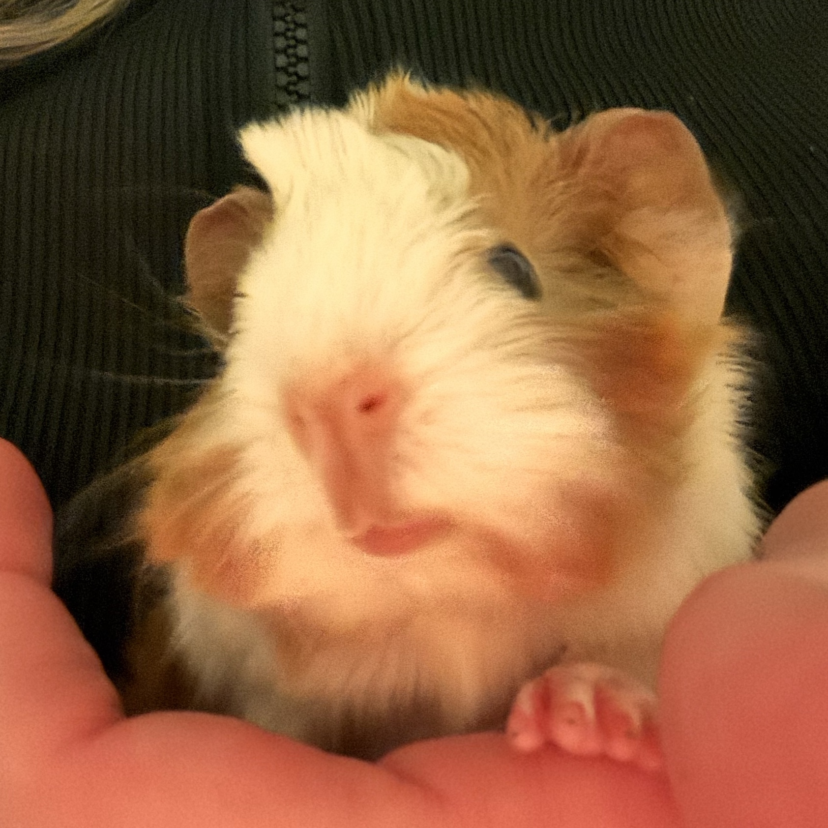 Cocoa