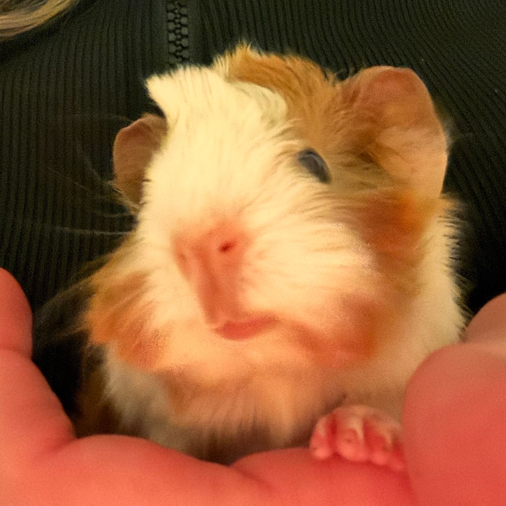 Cocoa
