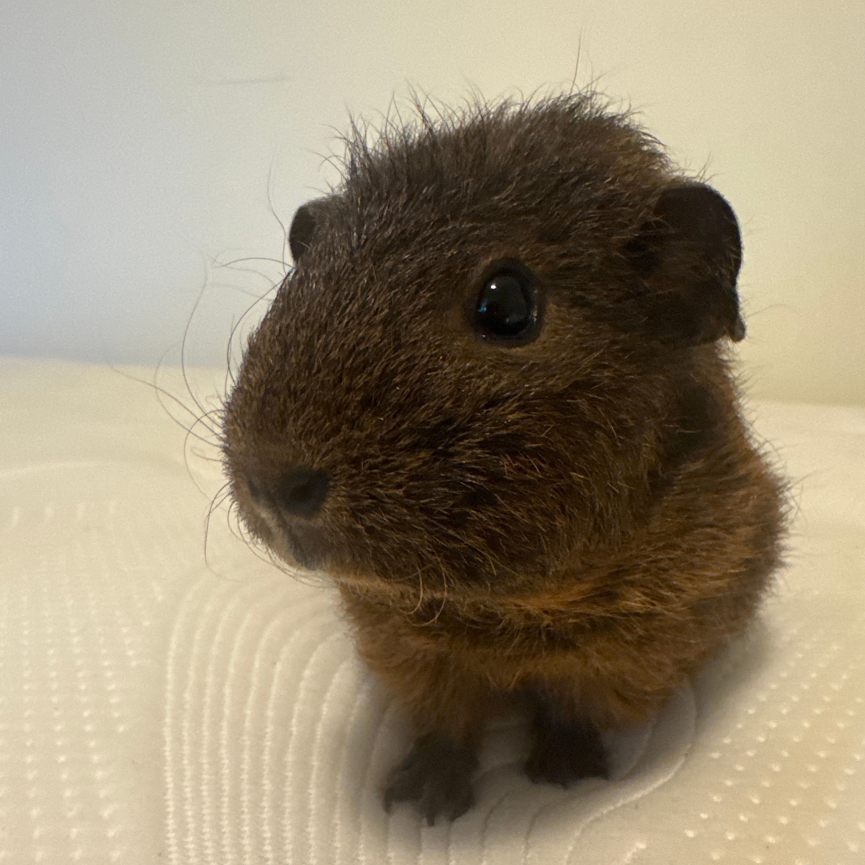 Mocha