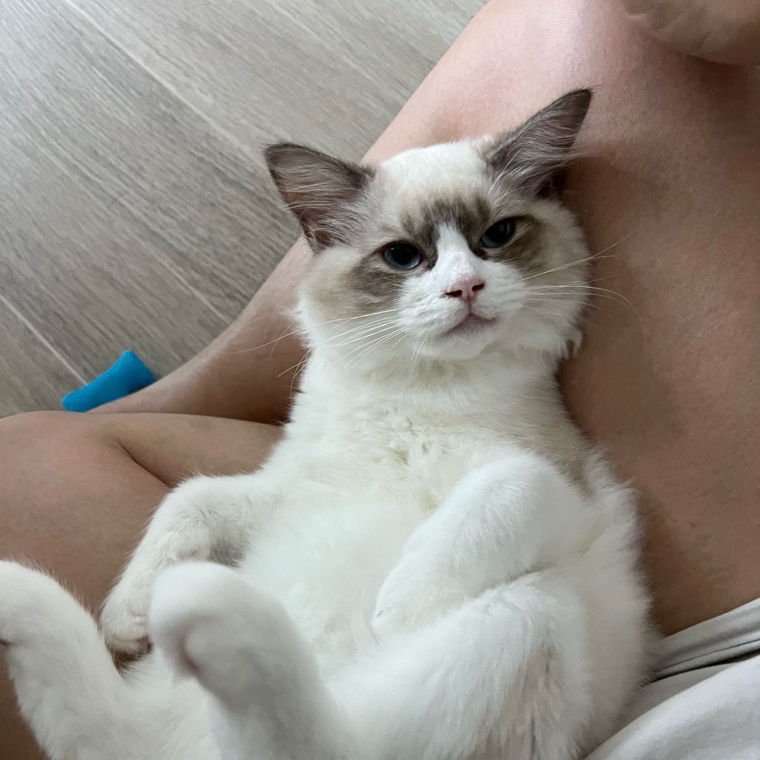Tofu
