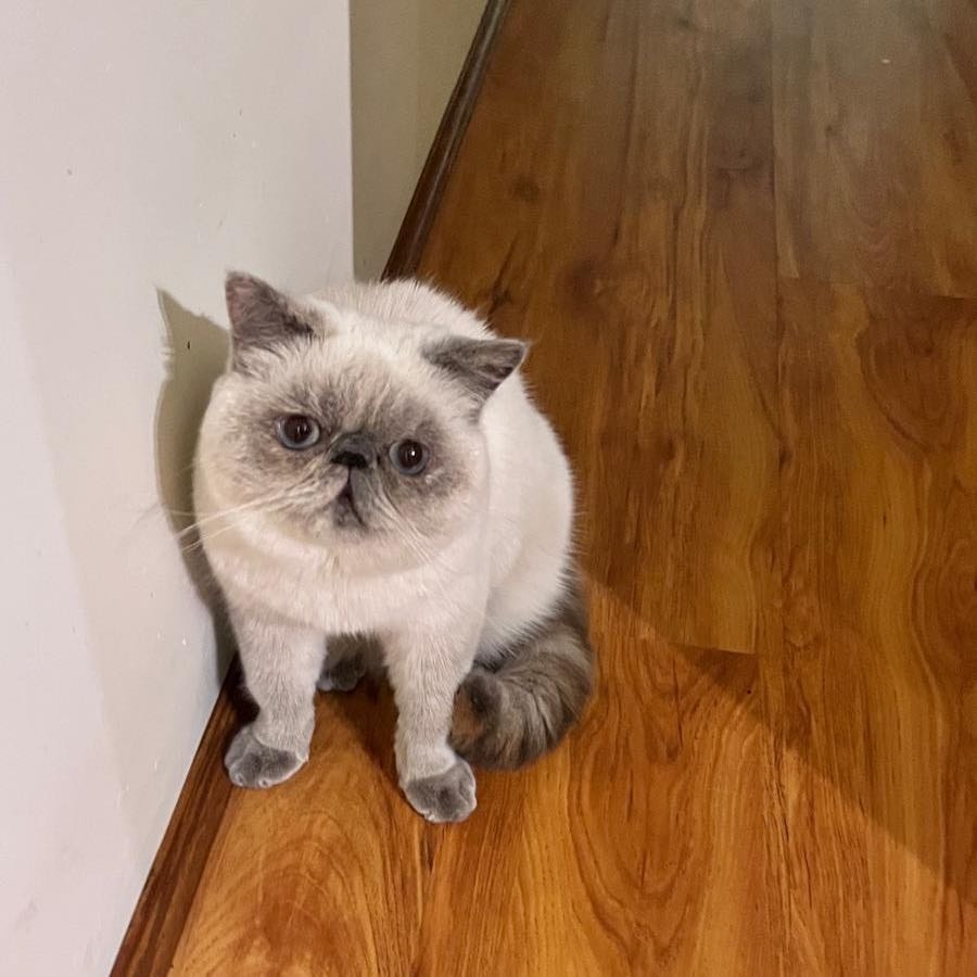 Sheeba
