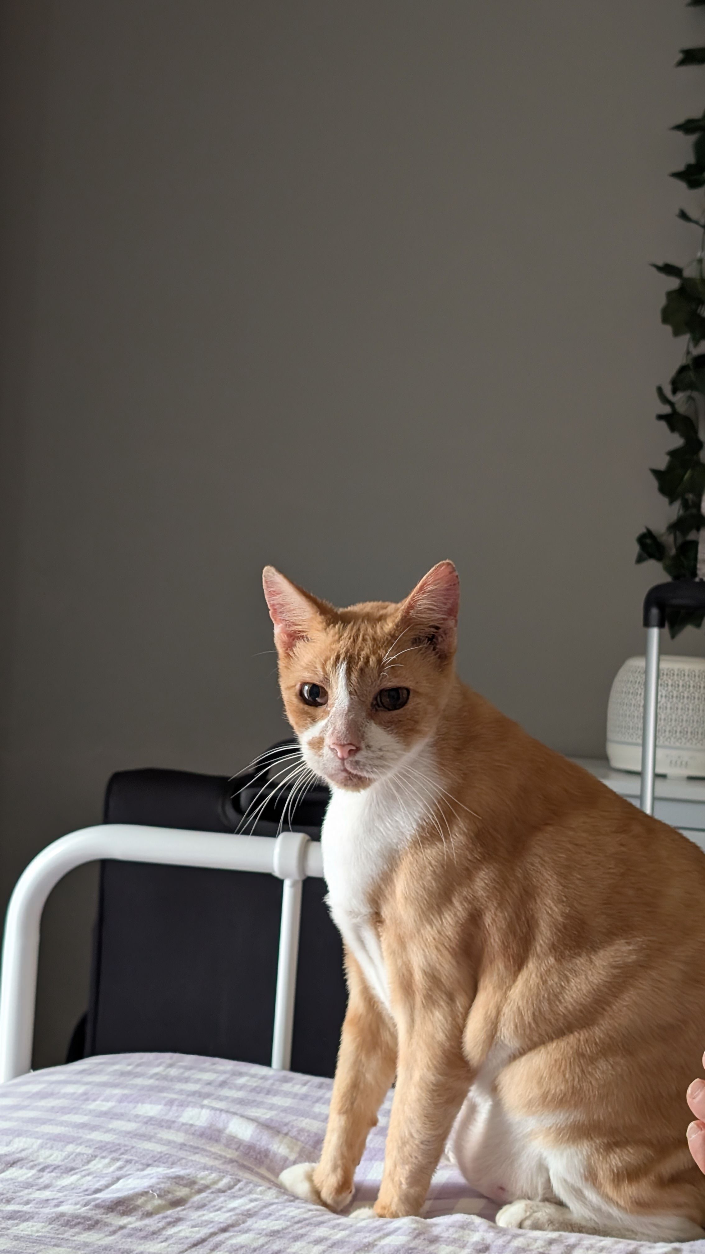 image-8
