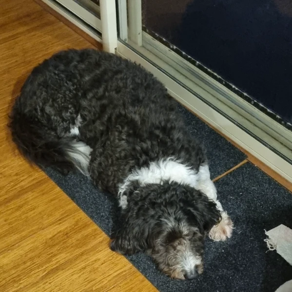 Molly