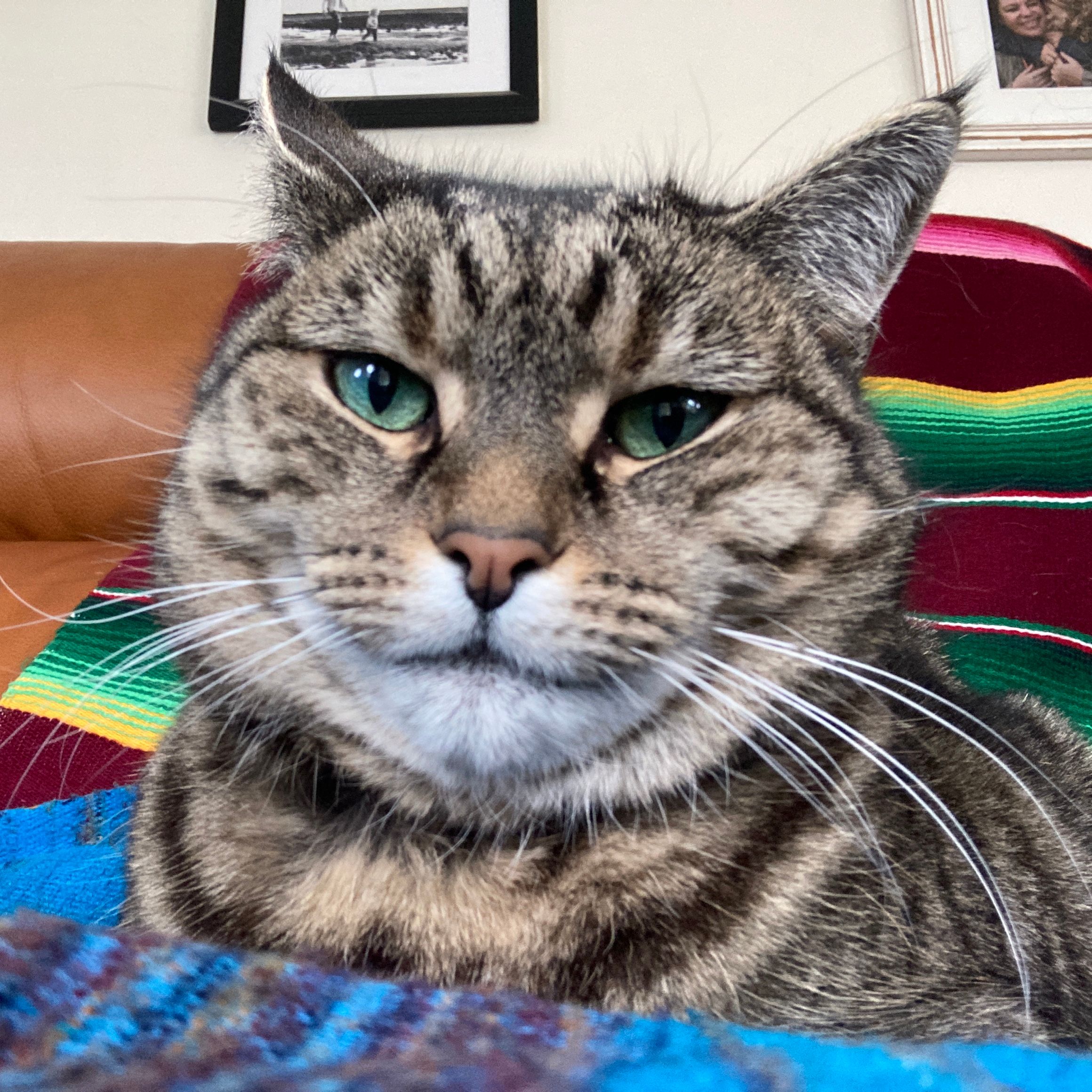 Puss