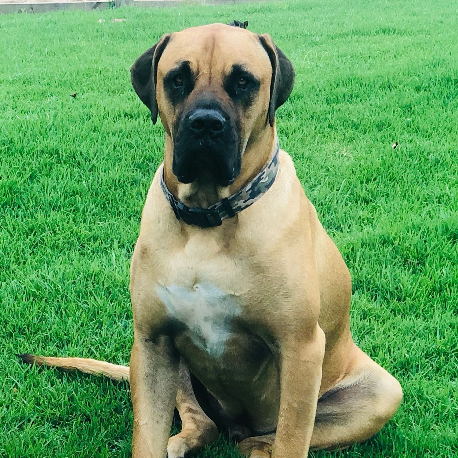 Nacho
