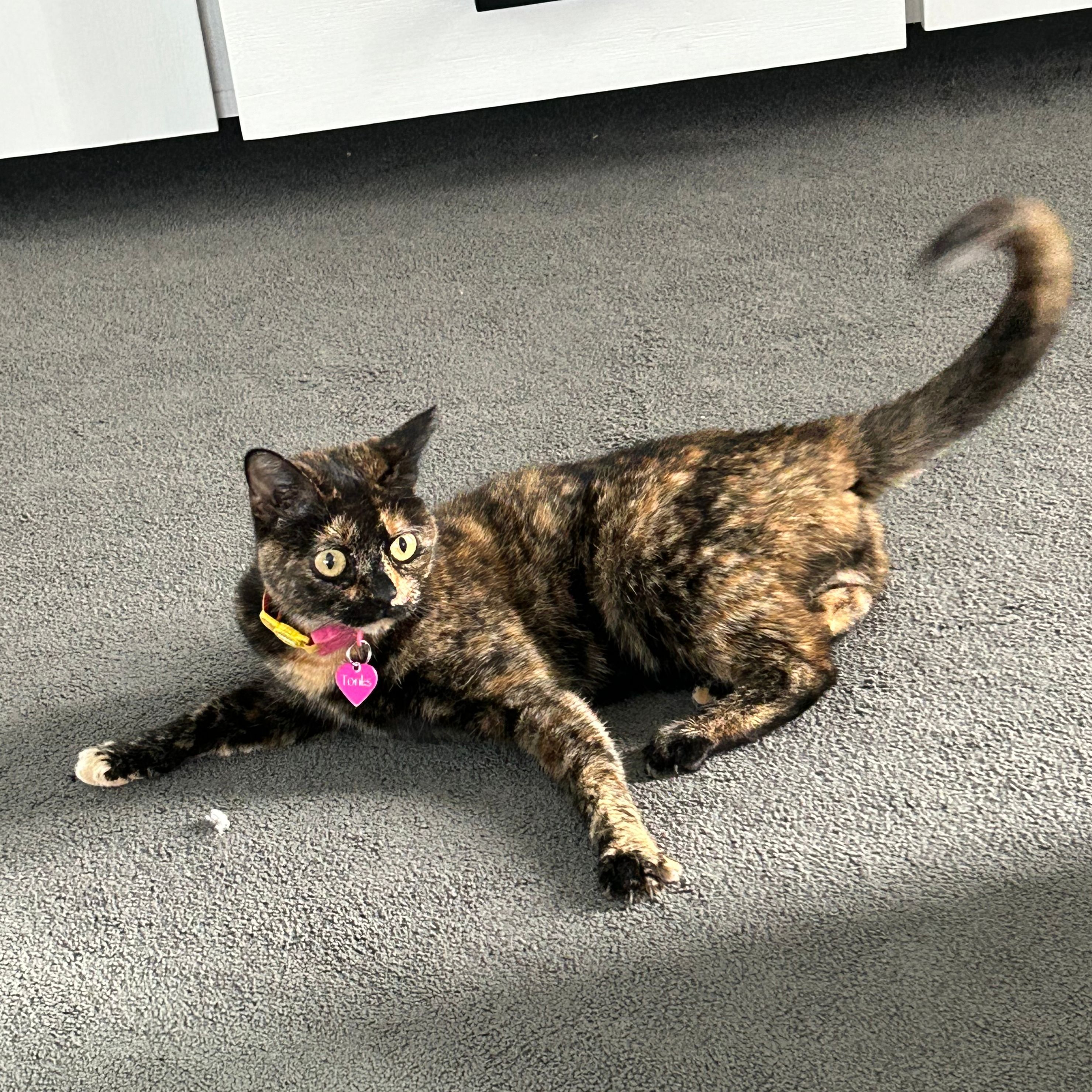 Tonks