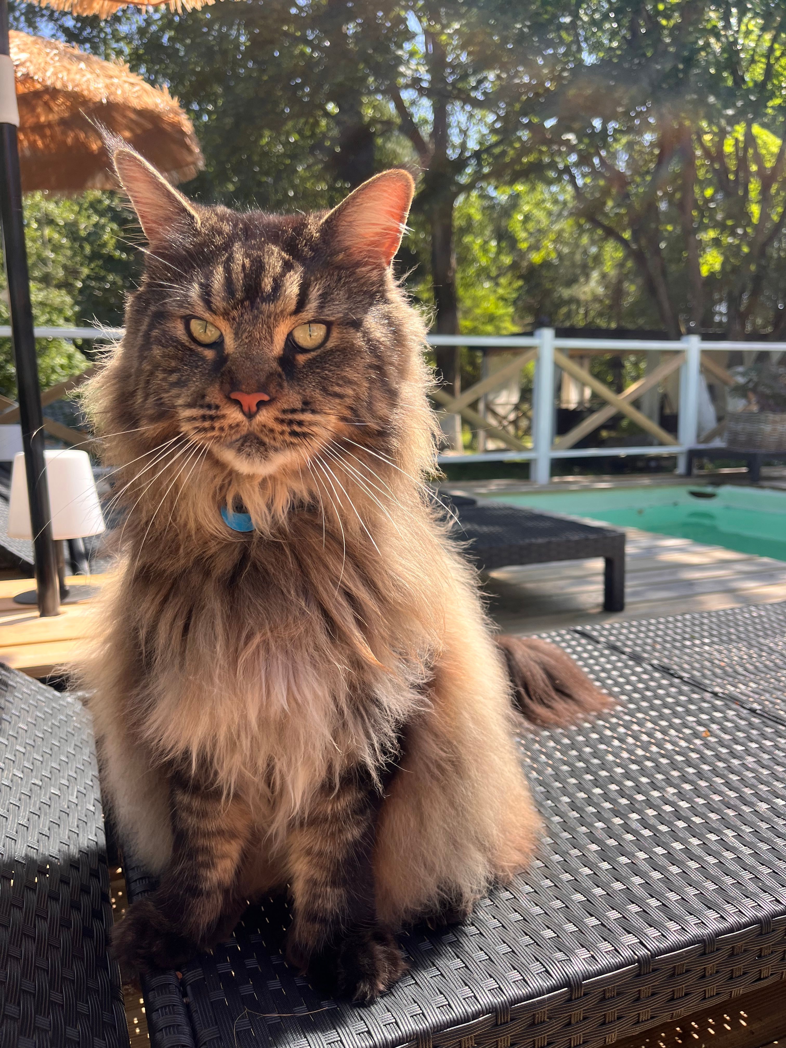 image-7