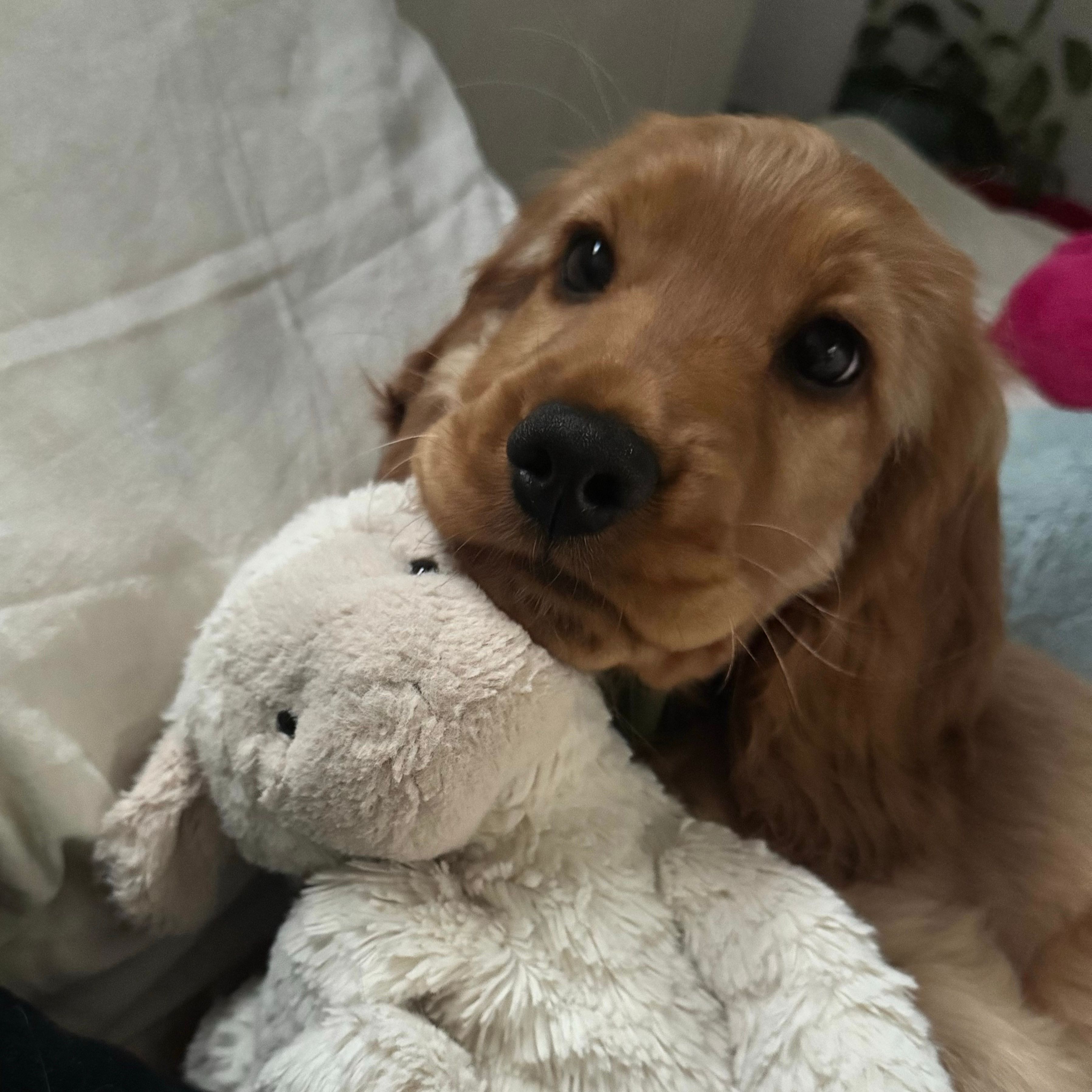Paddy