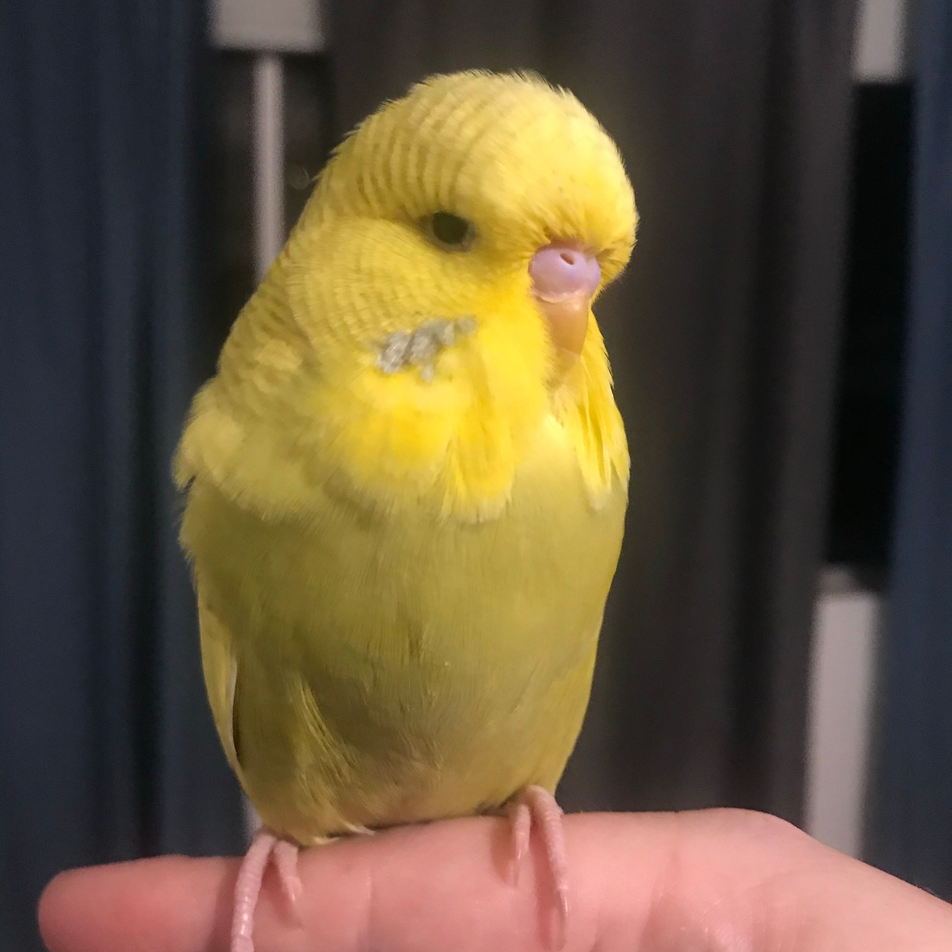 Abel