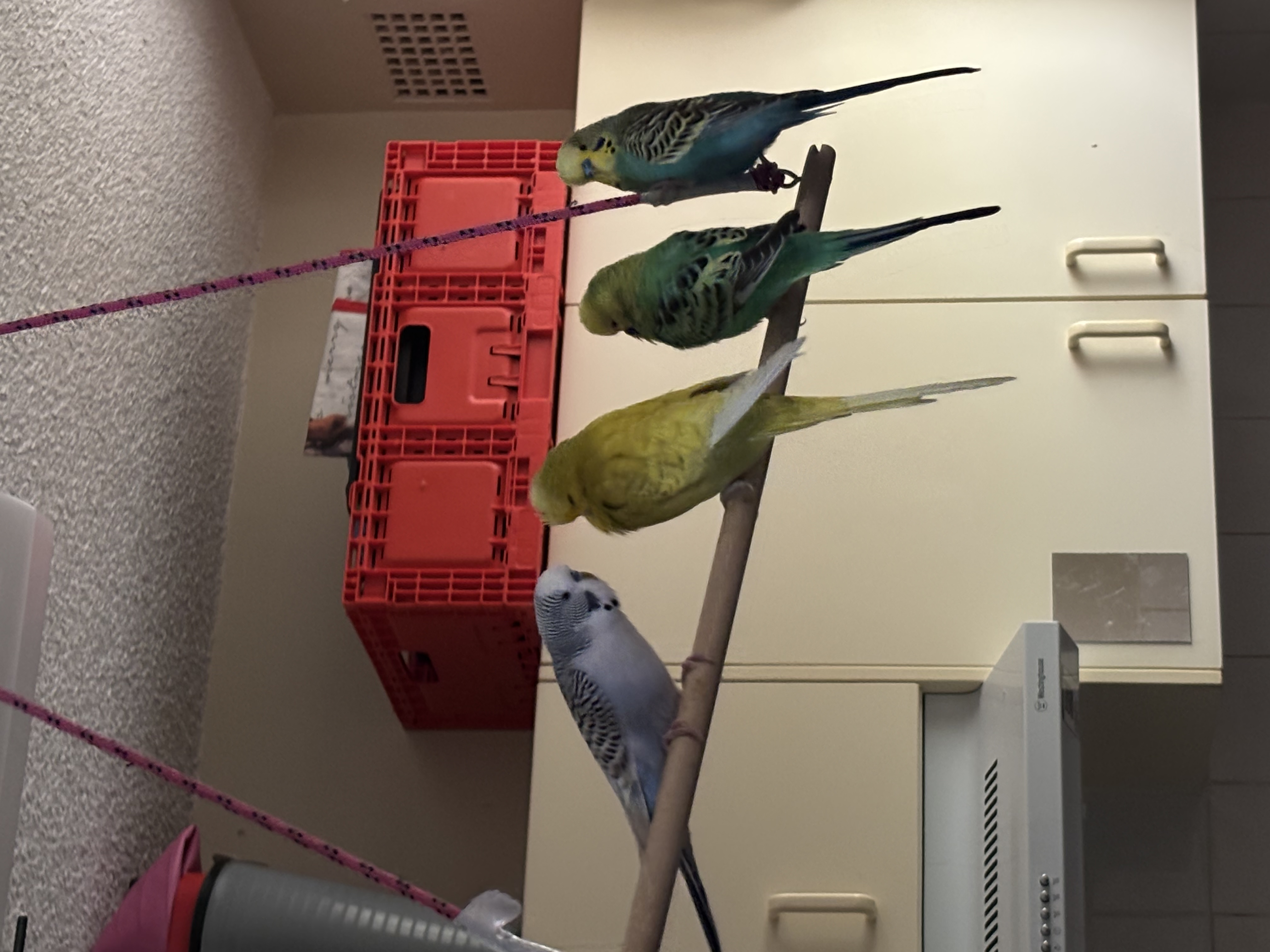 image-7