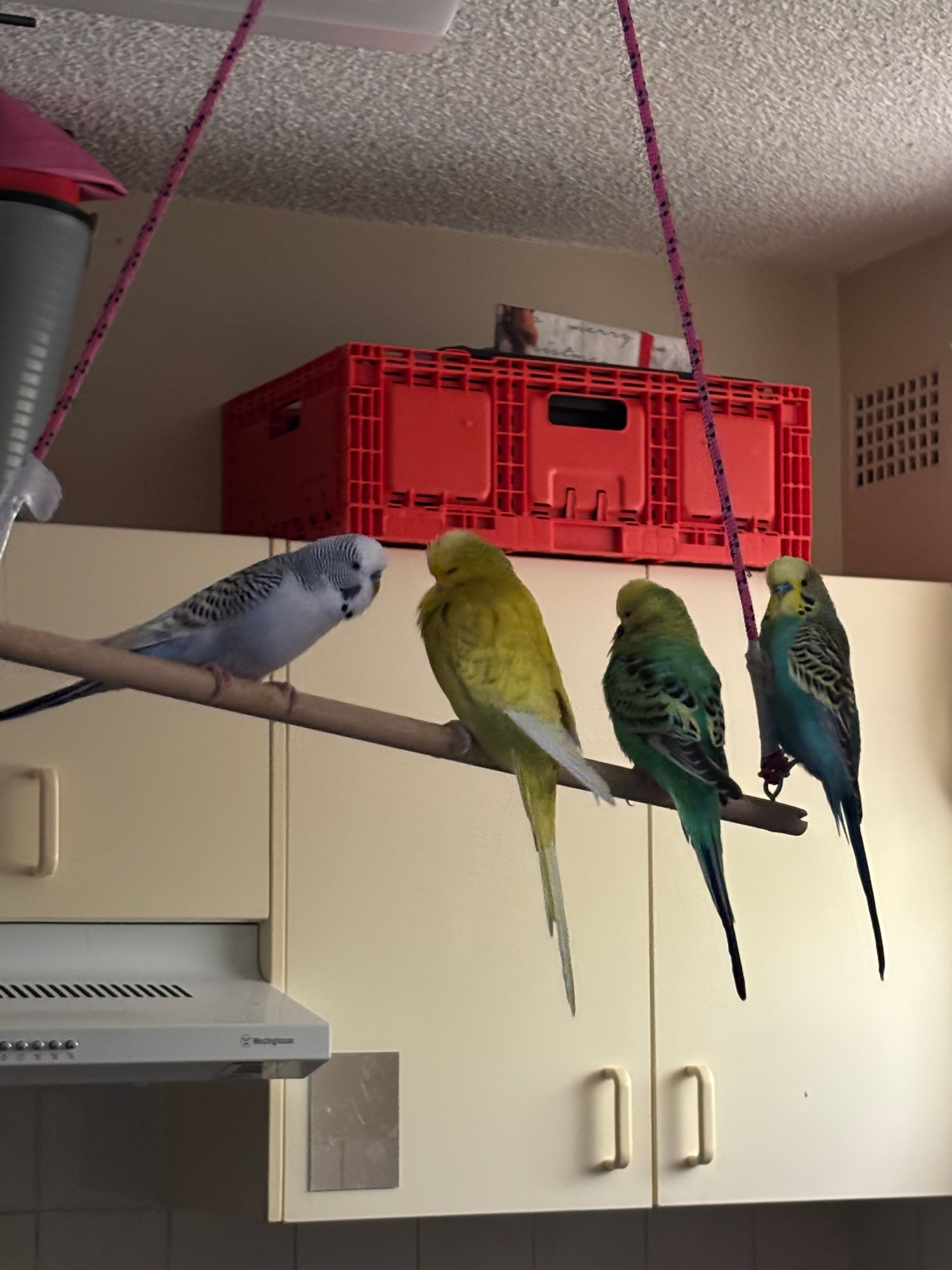 image-7