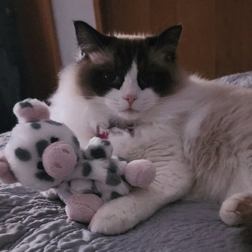 ArraBella 
