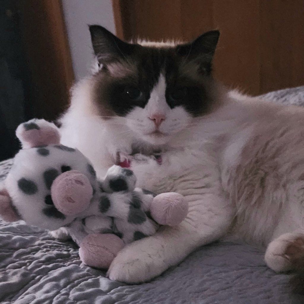 ArraBella