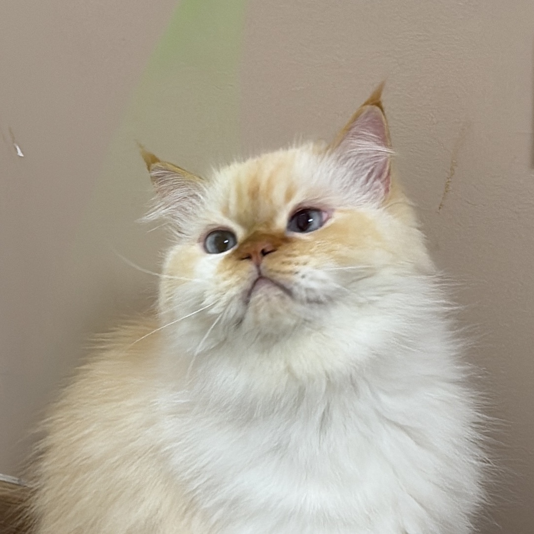 Bobo
