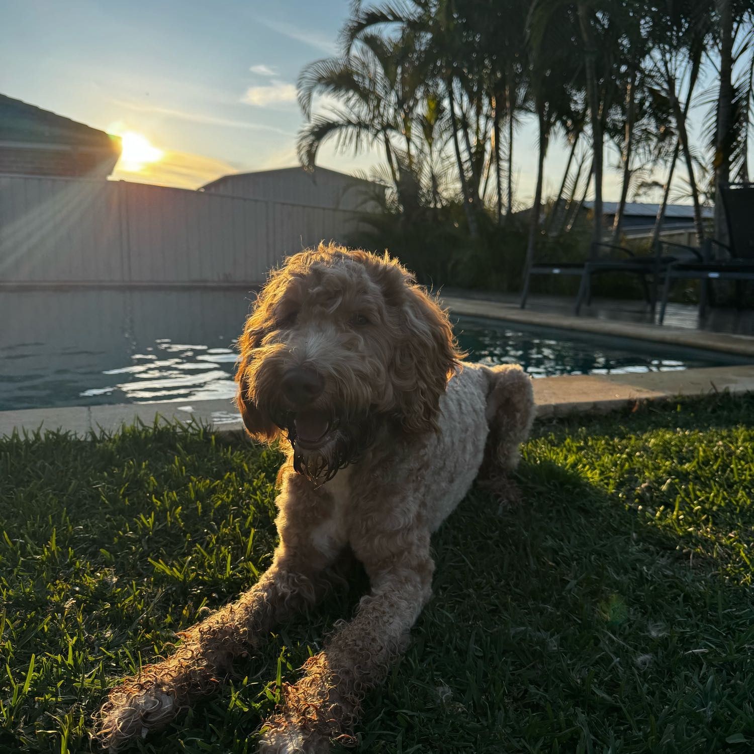 Rufus