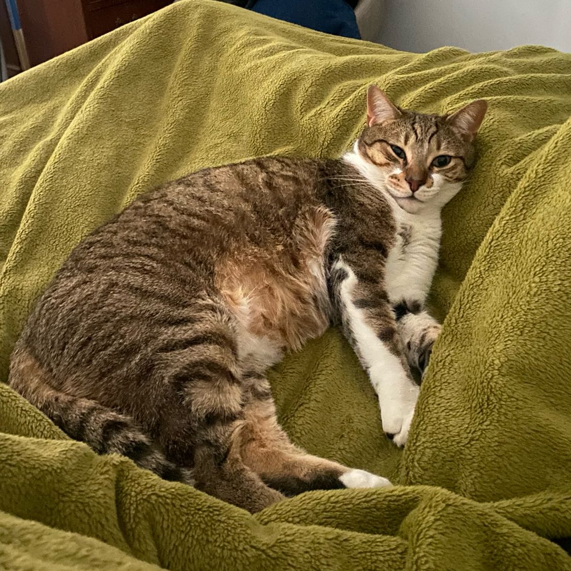 Bacio