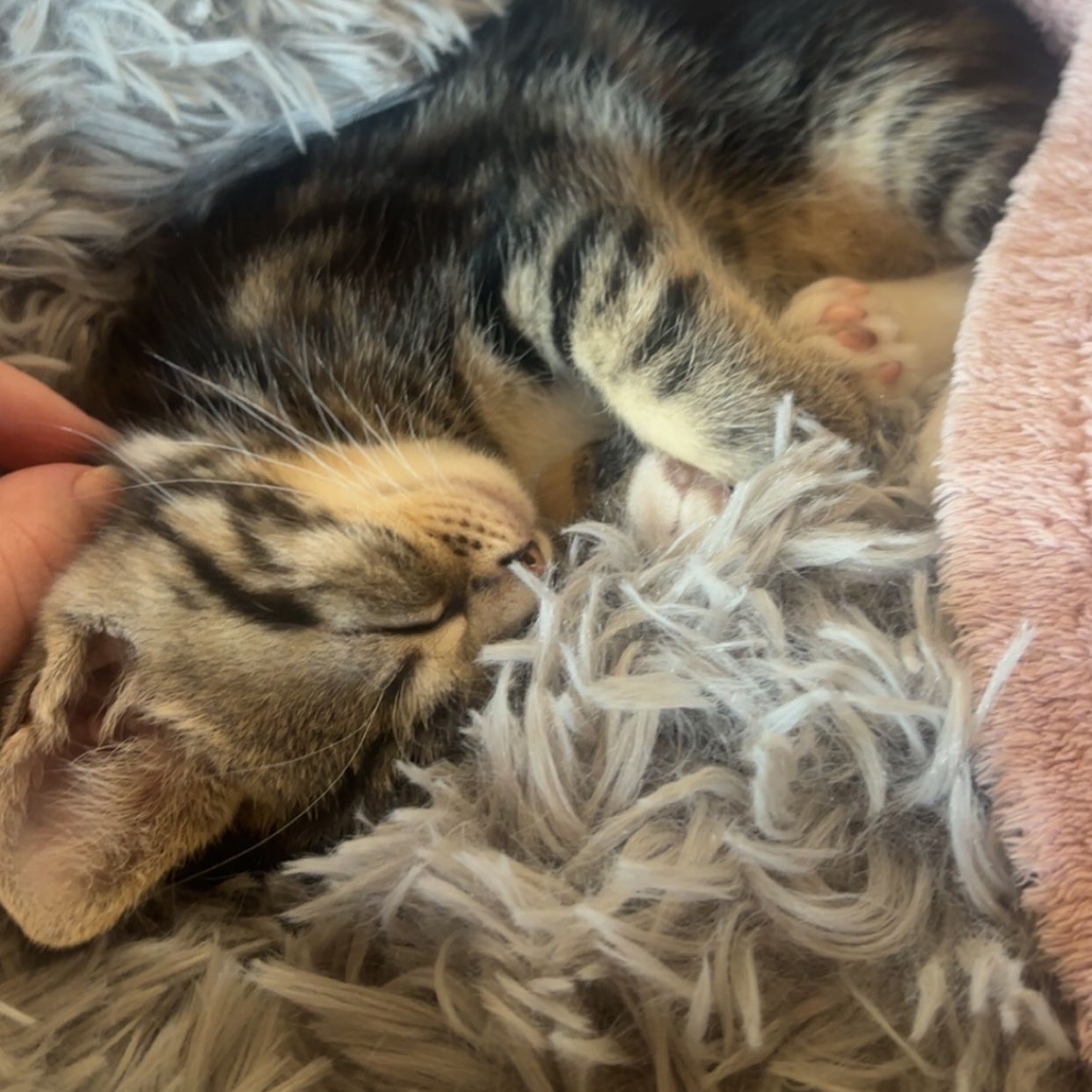 Kiki