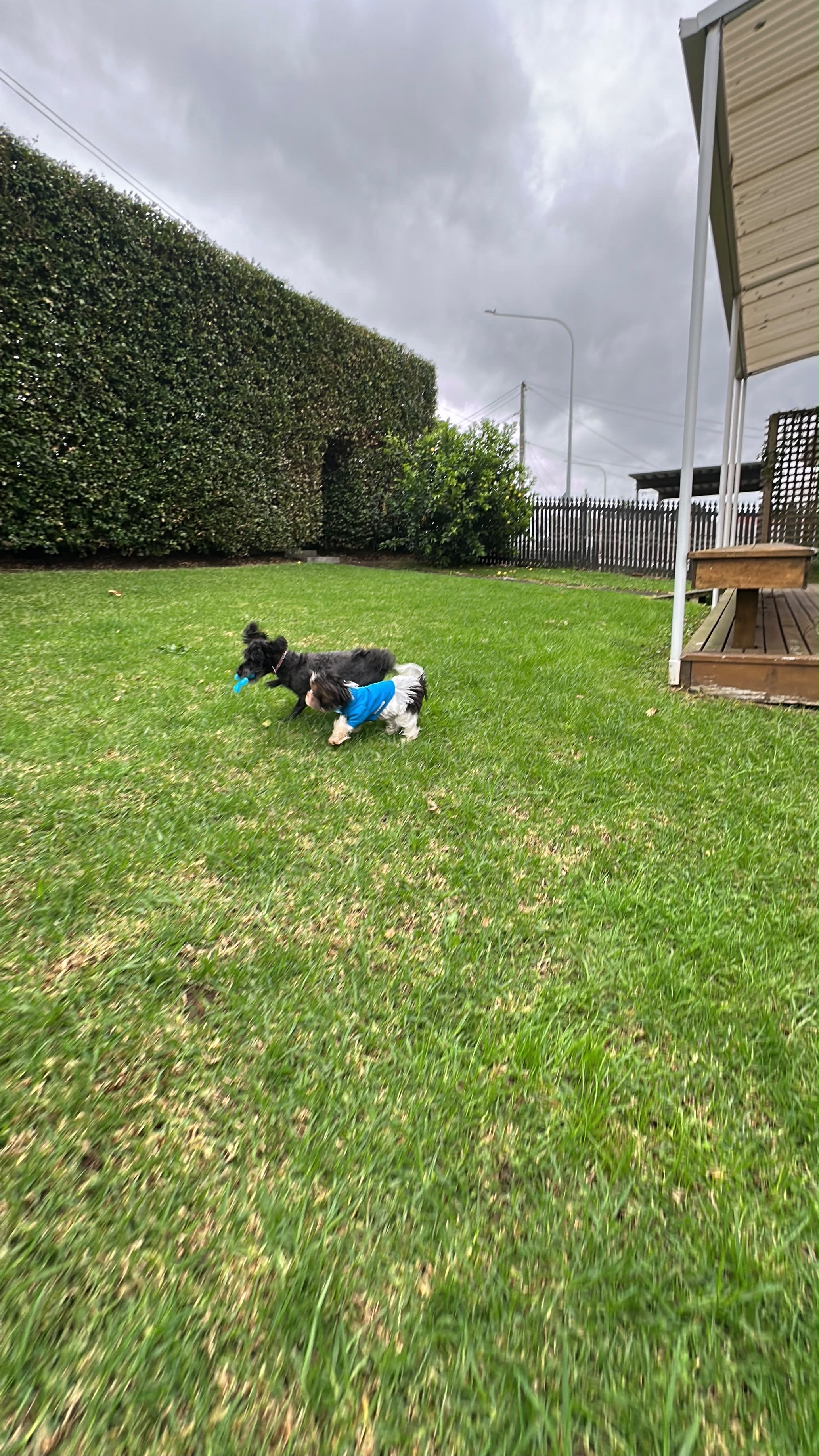 image-17