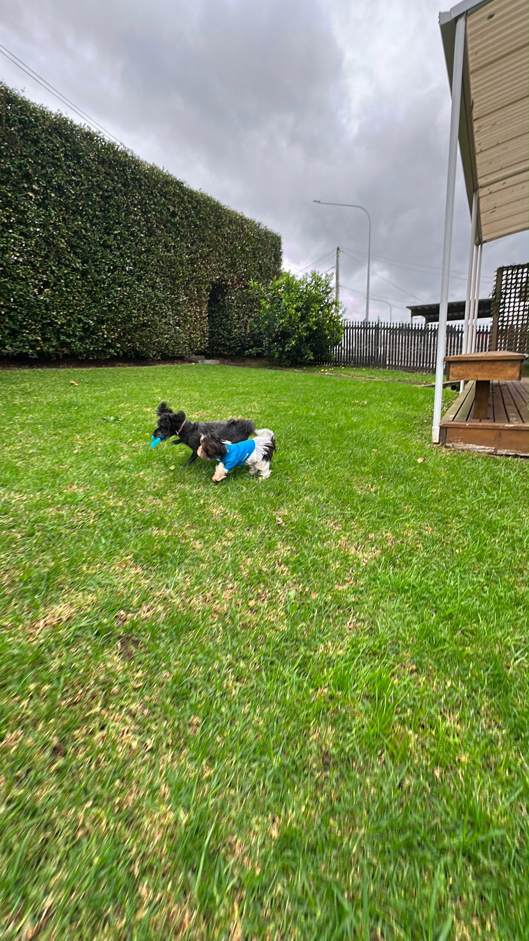 image-17