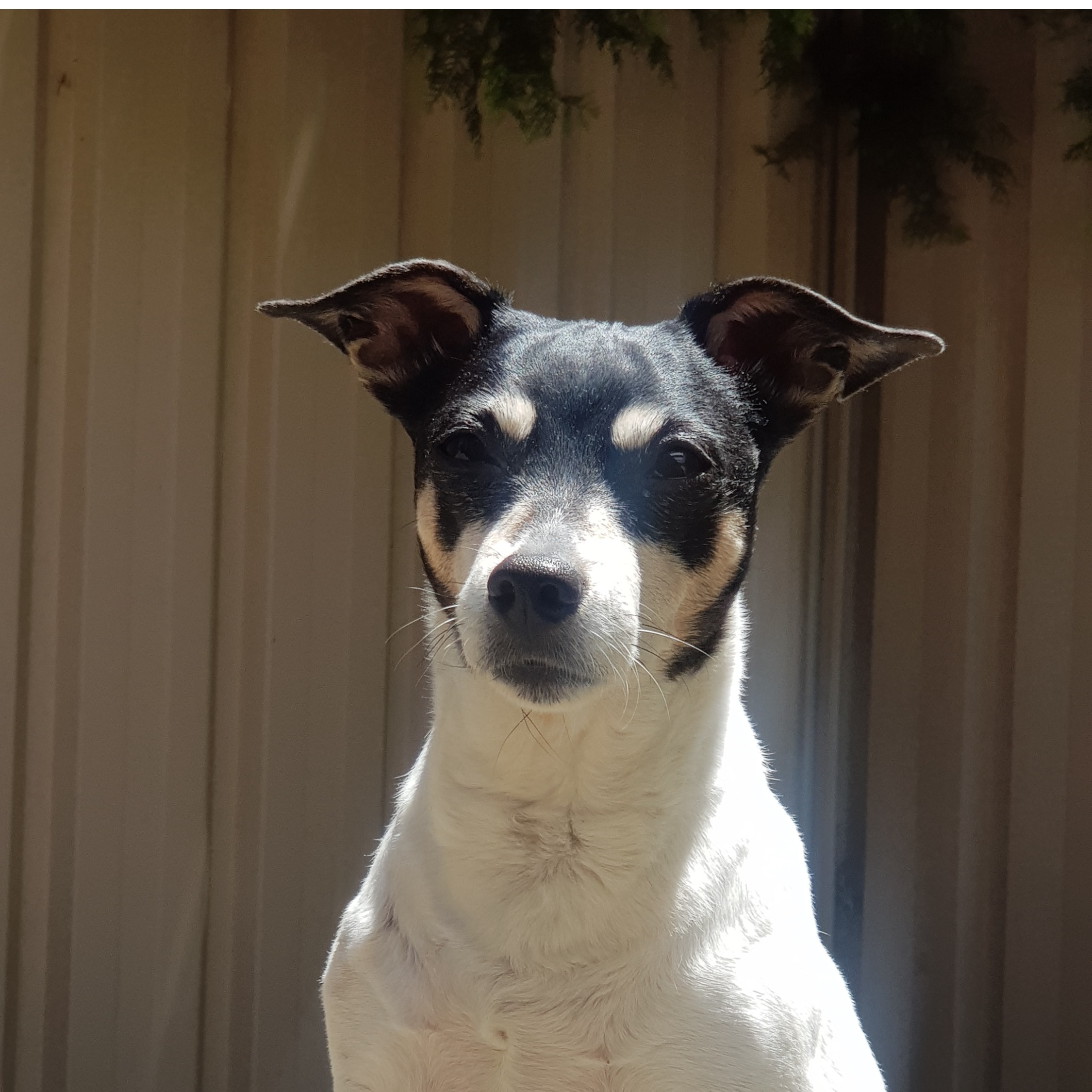 Meeka
