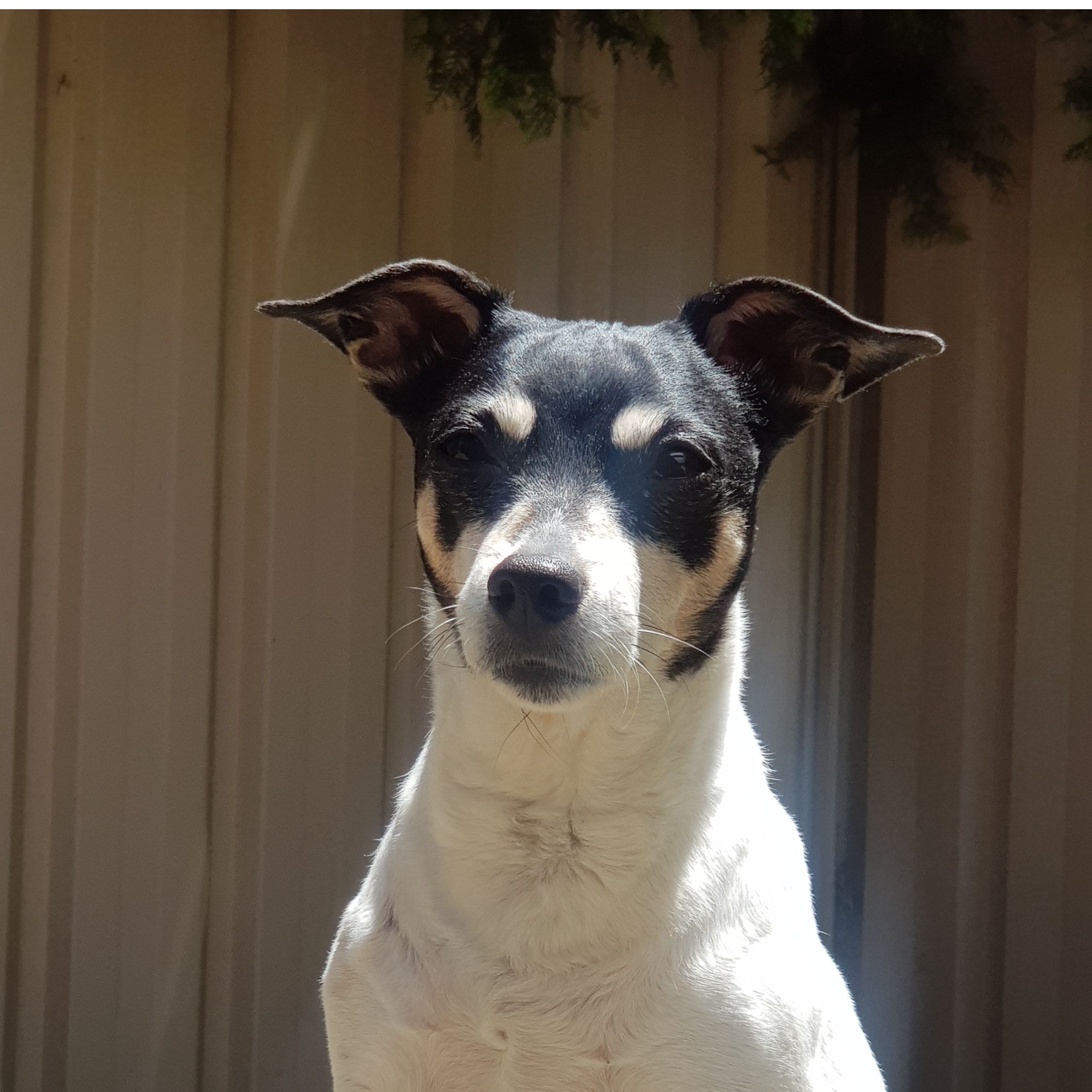 Meeka