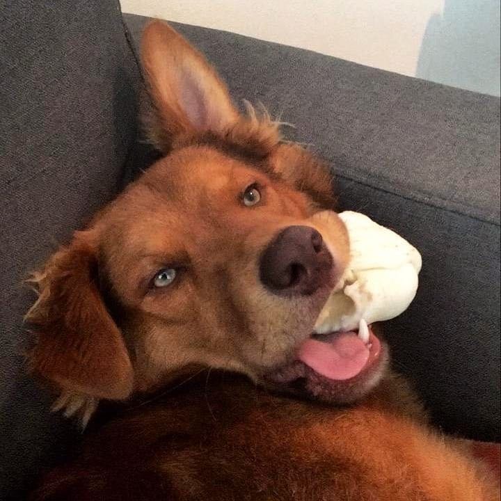 Milo