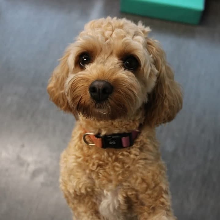 Maeve