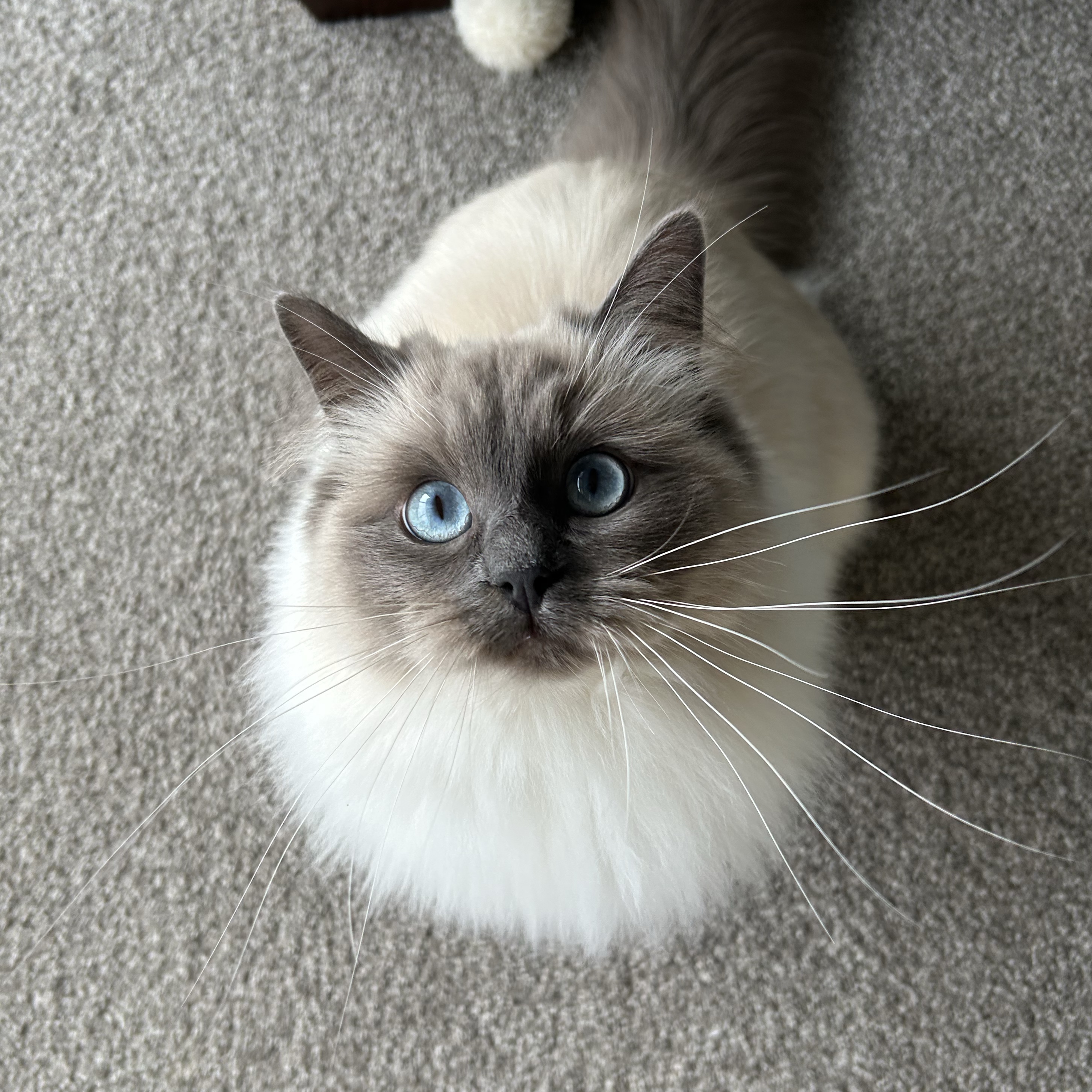 Poppy