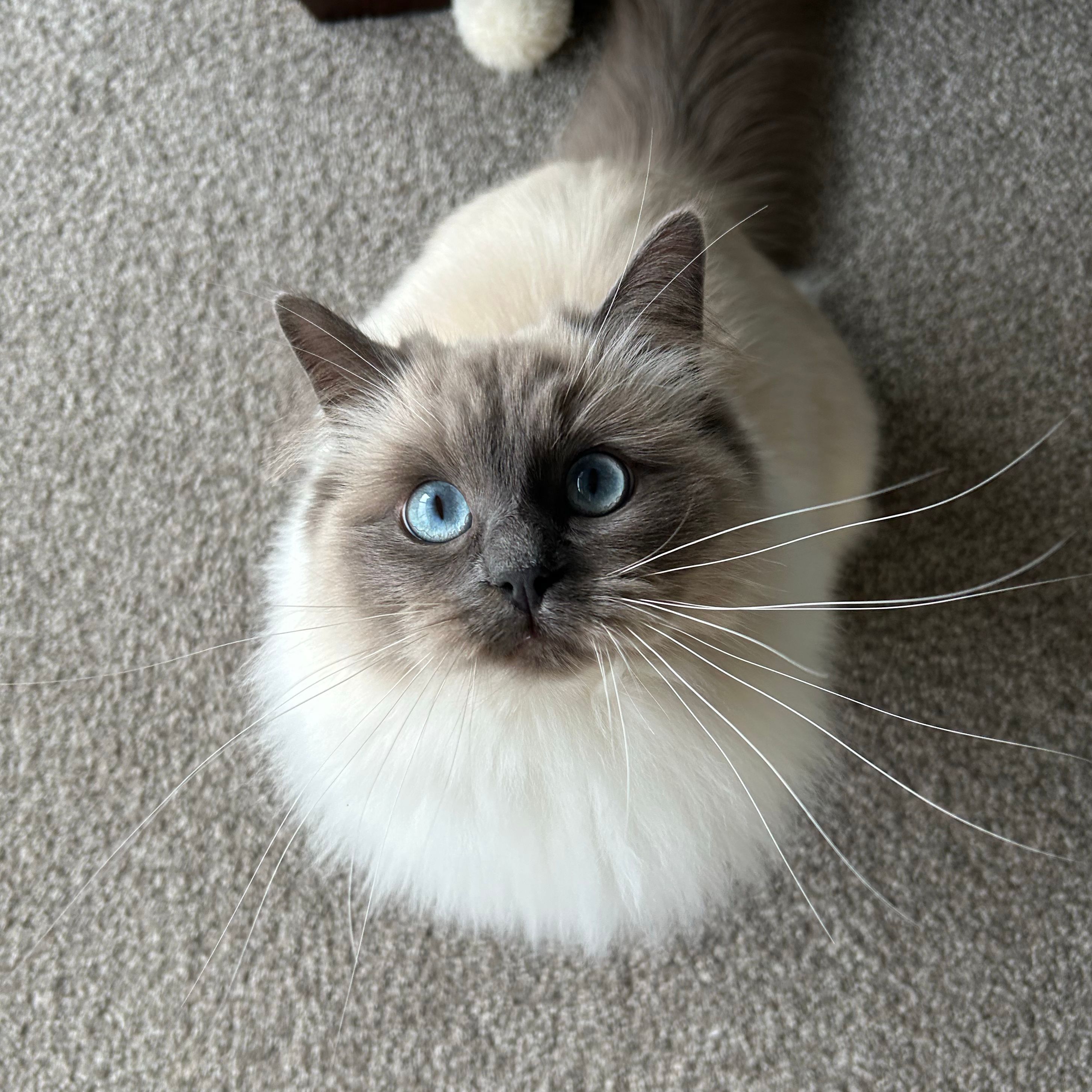 Poppy