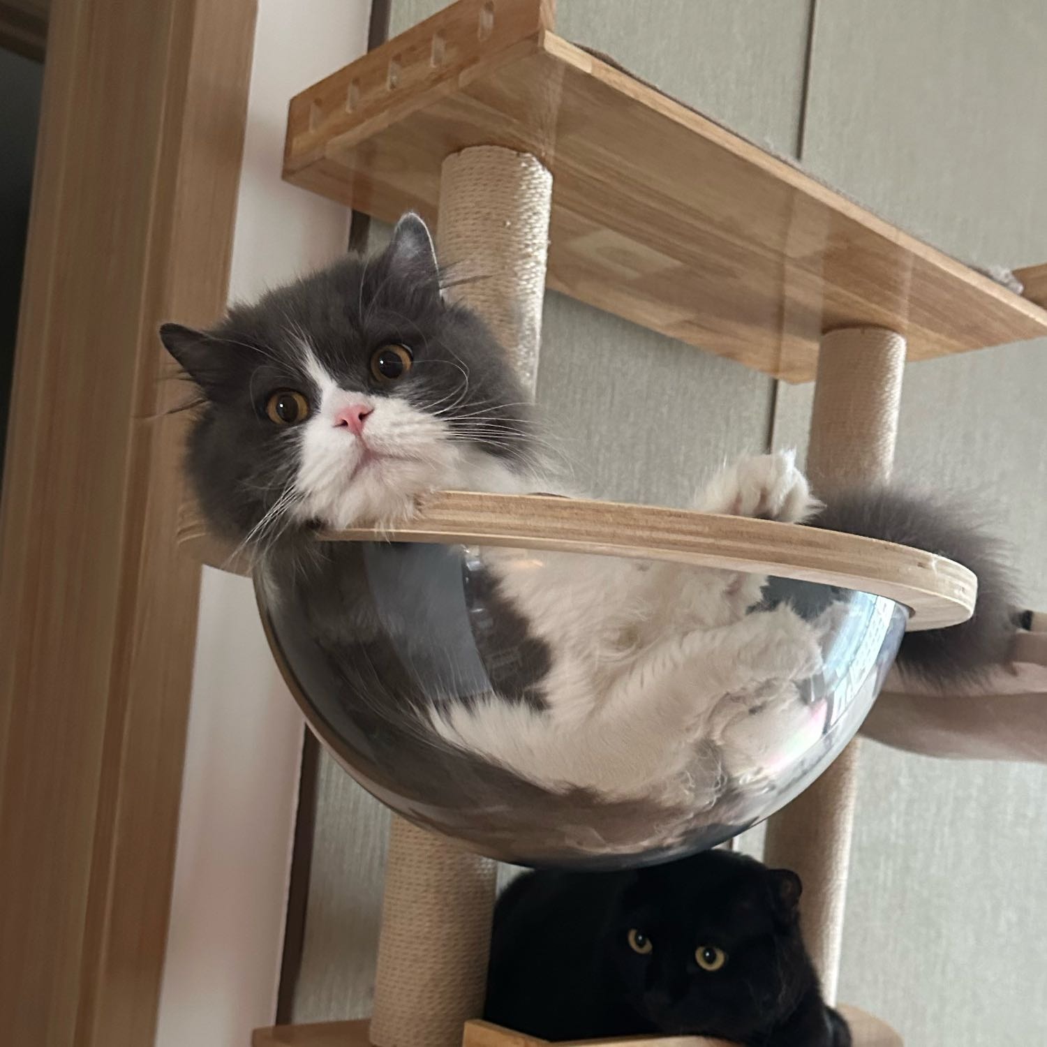 Mianmian