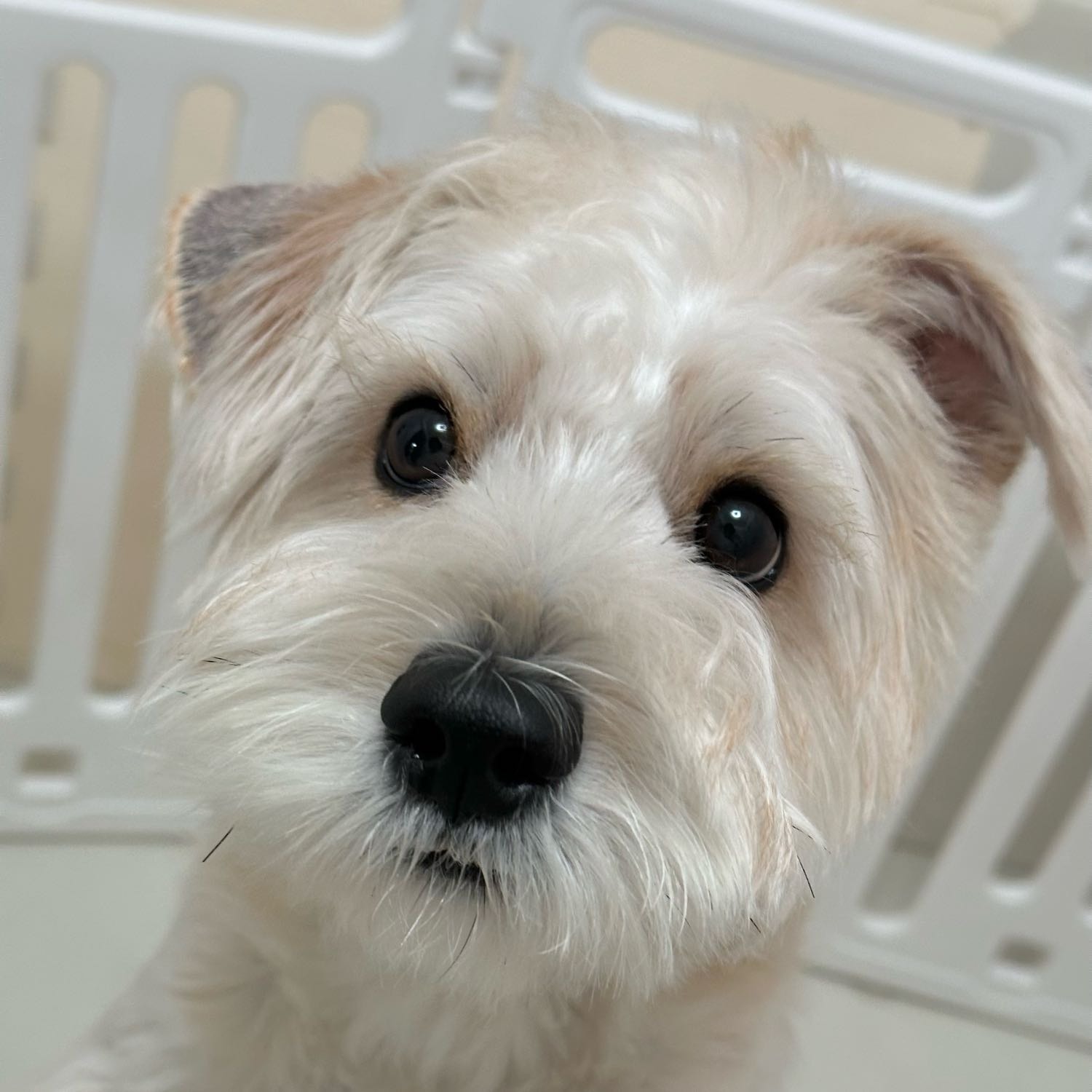 Lulu