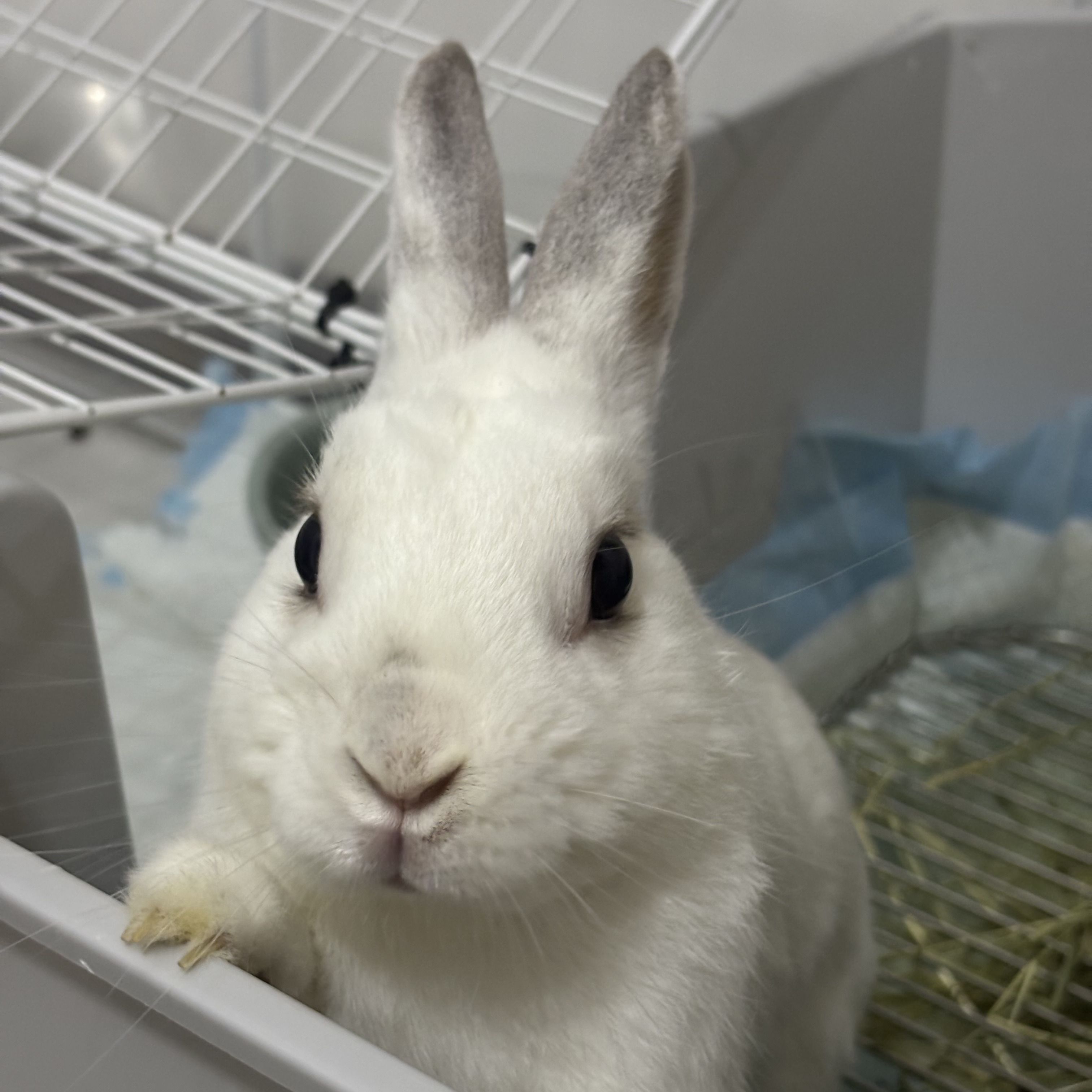 Bunno