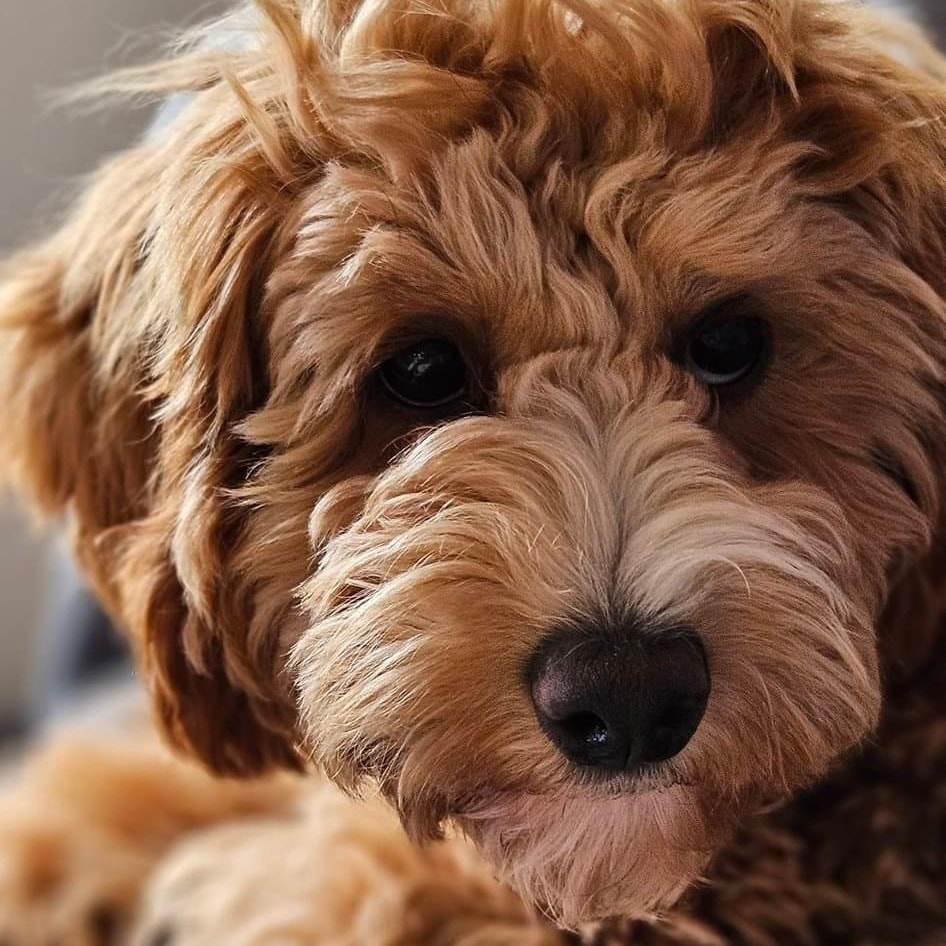 Maggie 