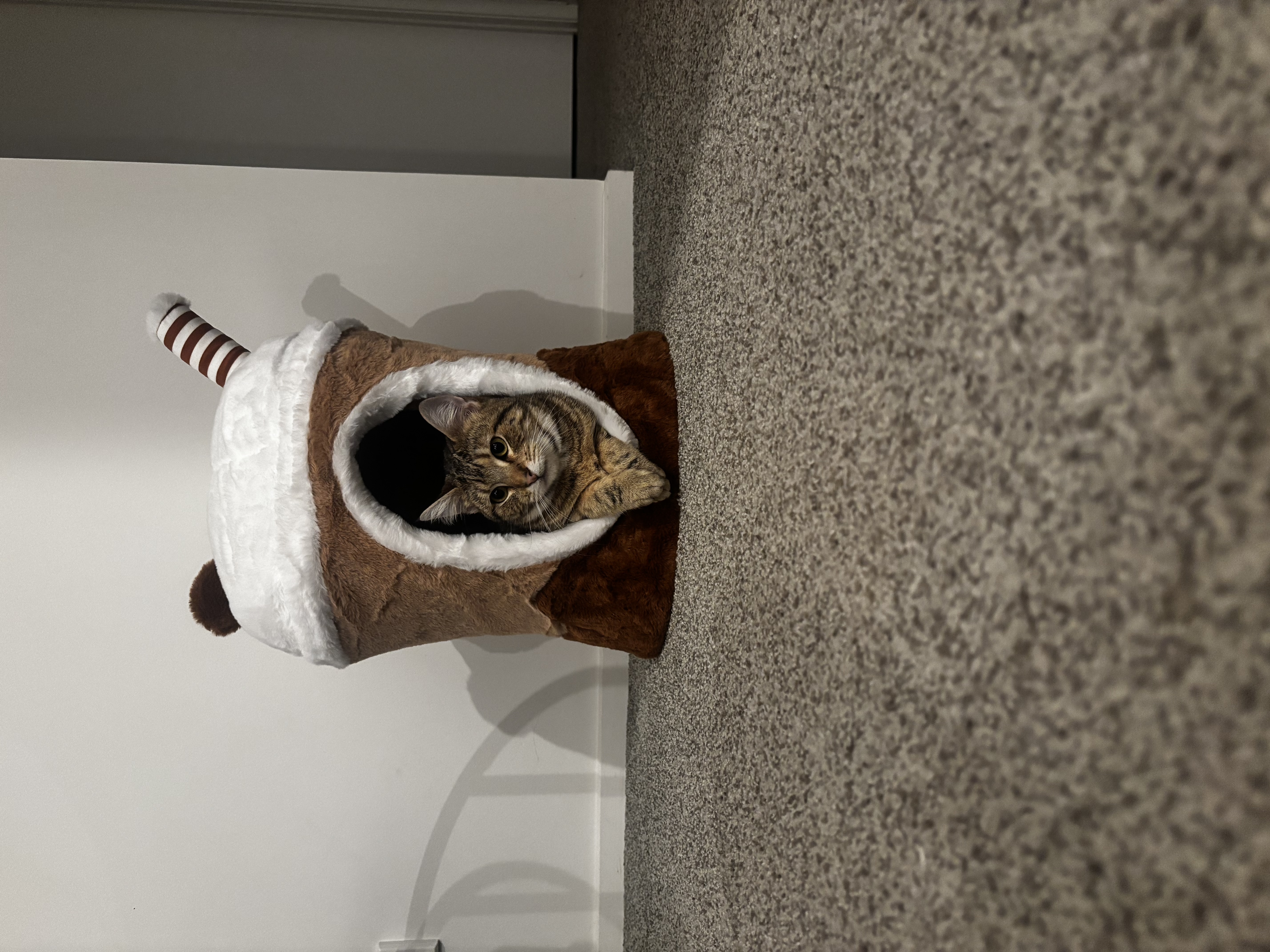 image-5