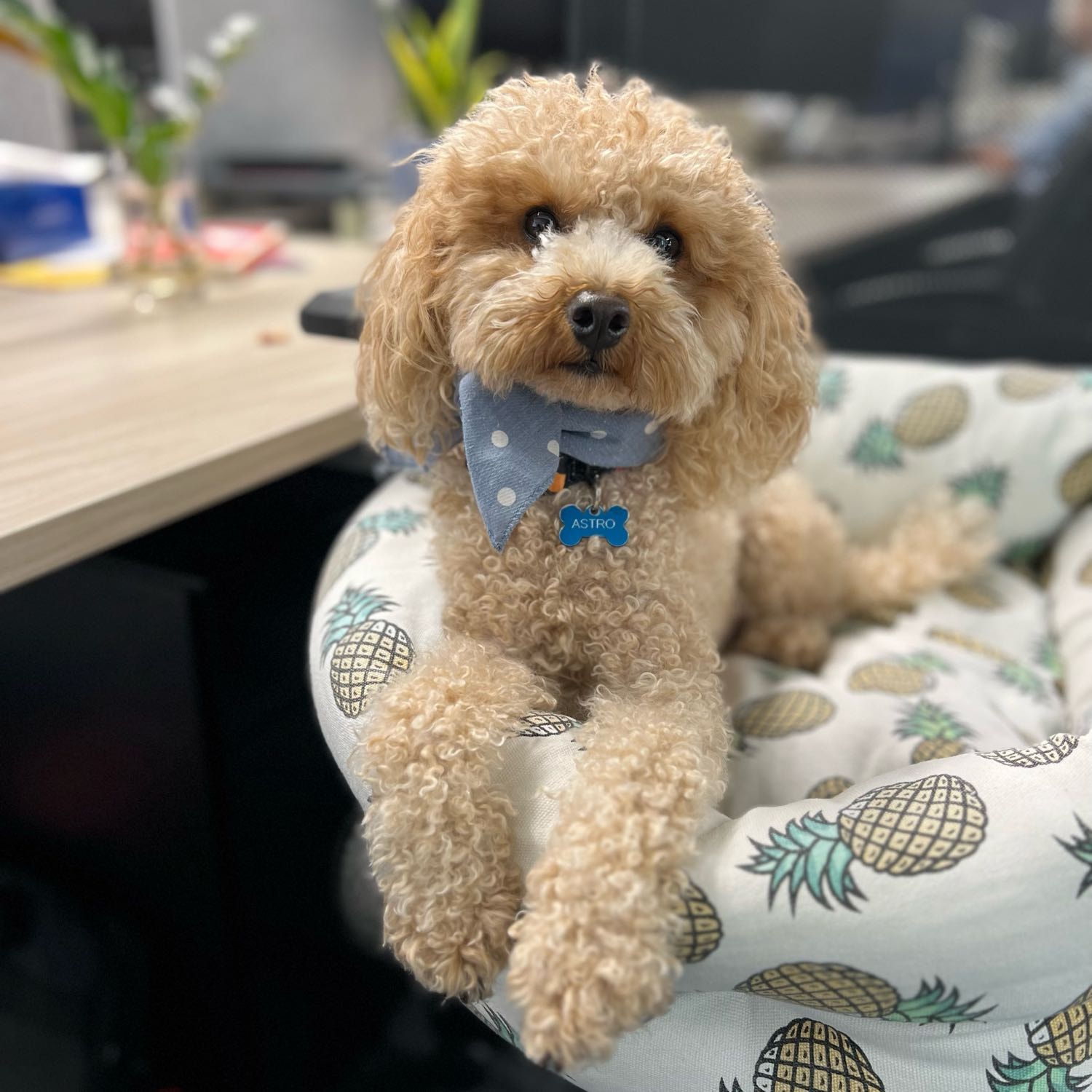 Astro